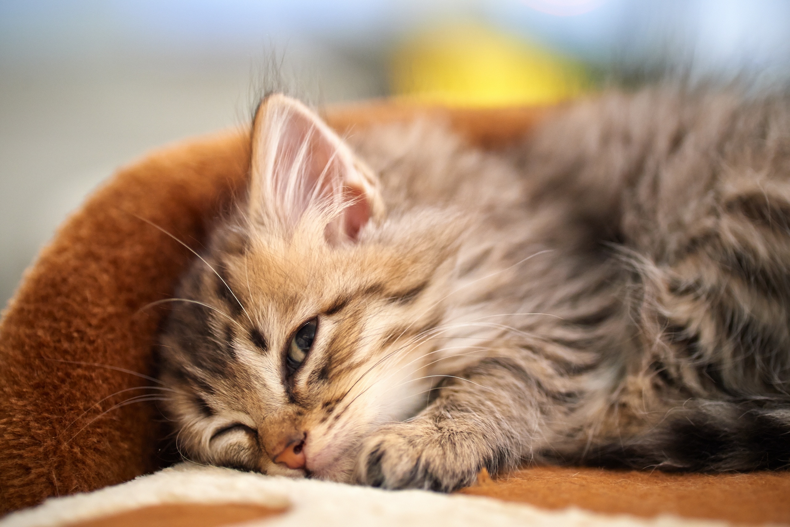 Котики картинки котиков. Красивые котята. Спящие котята. Котенок спит. Спящий котенок.
