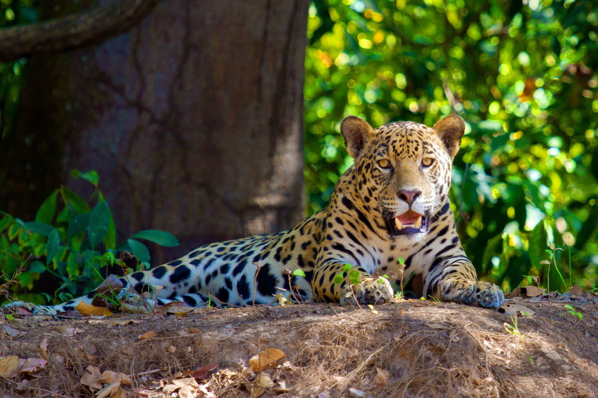 природа животные ягуар nature animals Jaguar скачать