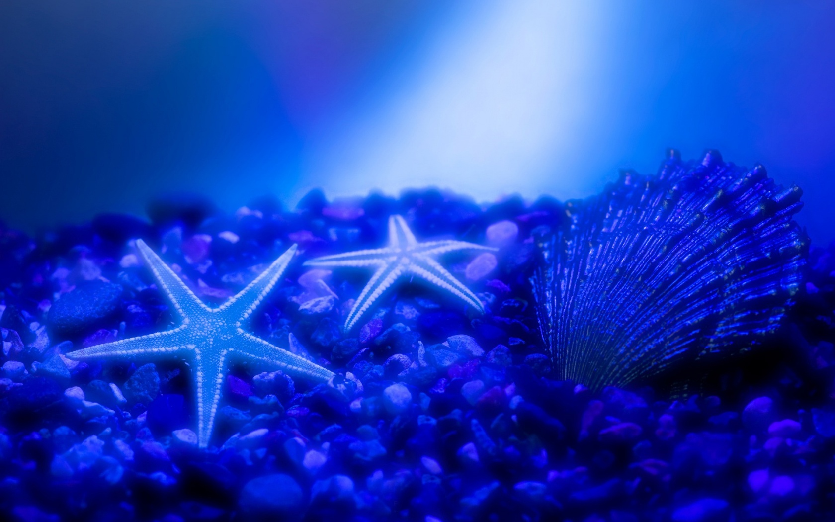 морская звезда природа ракушки без смс