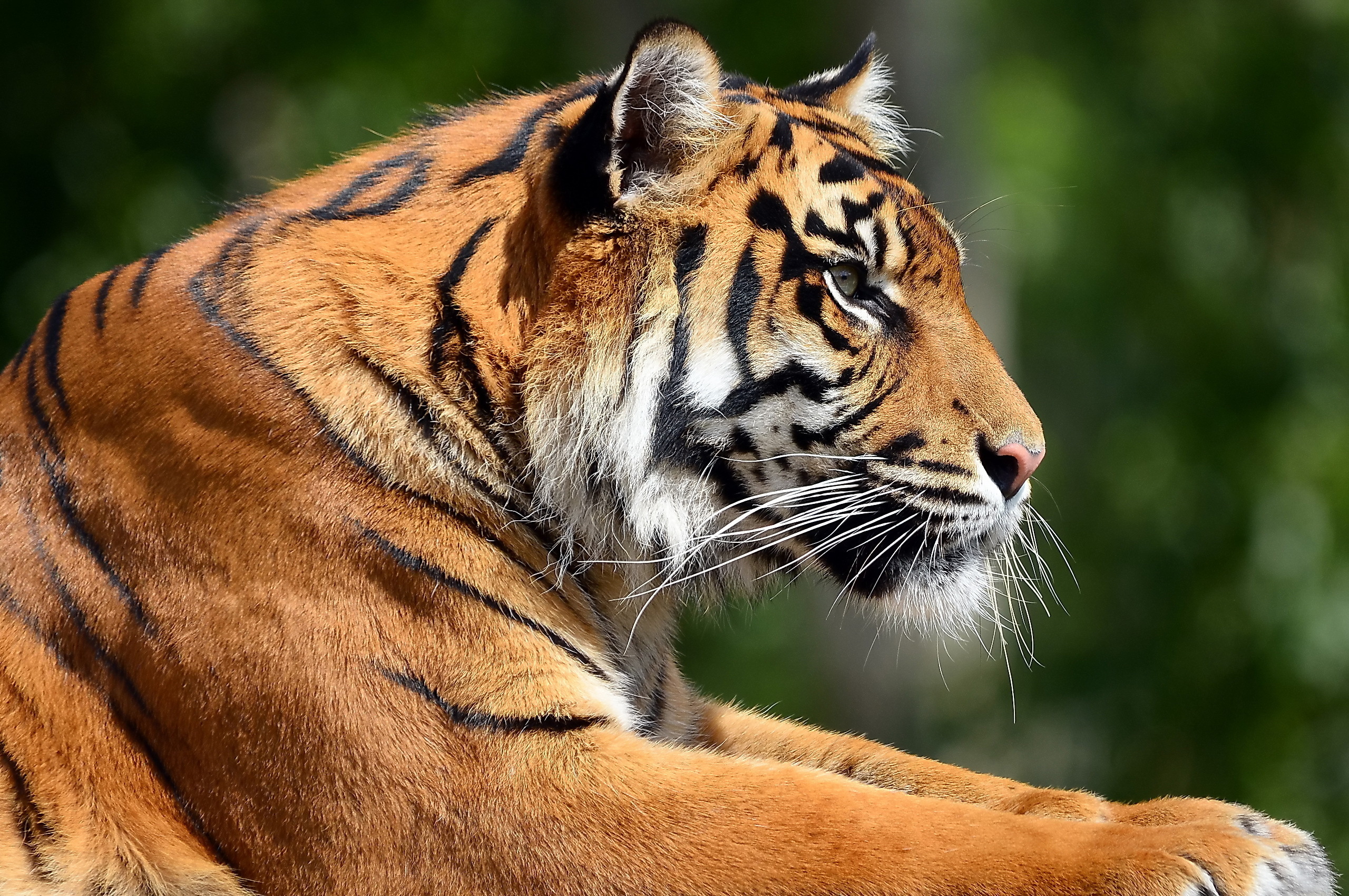 Изображение. Тигр полупрофиль. Тигр с боку. Морда тигра сбоку. Морда тигра боком.
