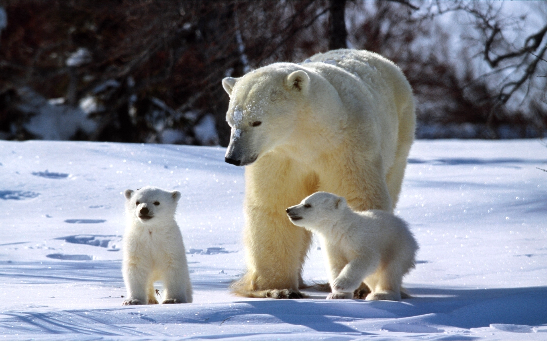 природа животные белые медведи снег лес скачать