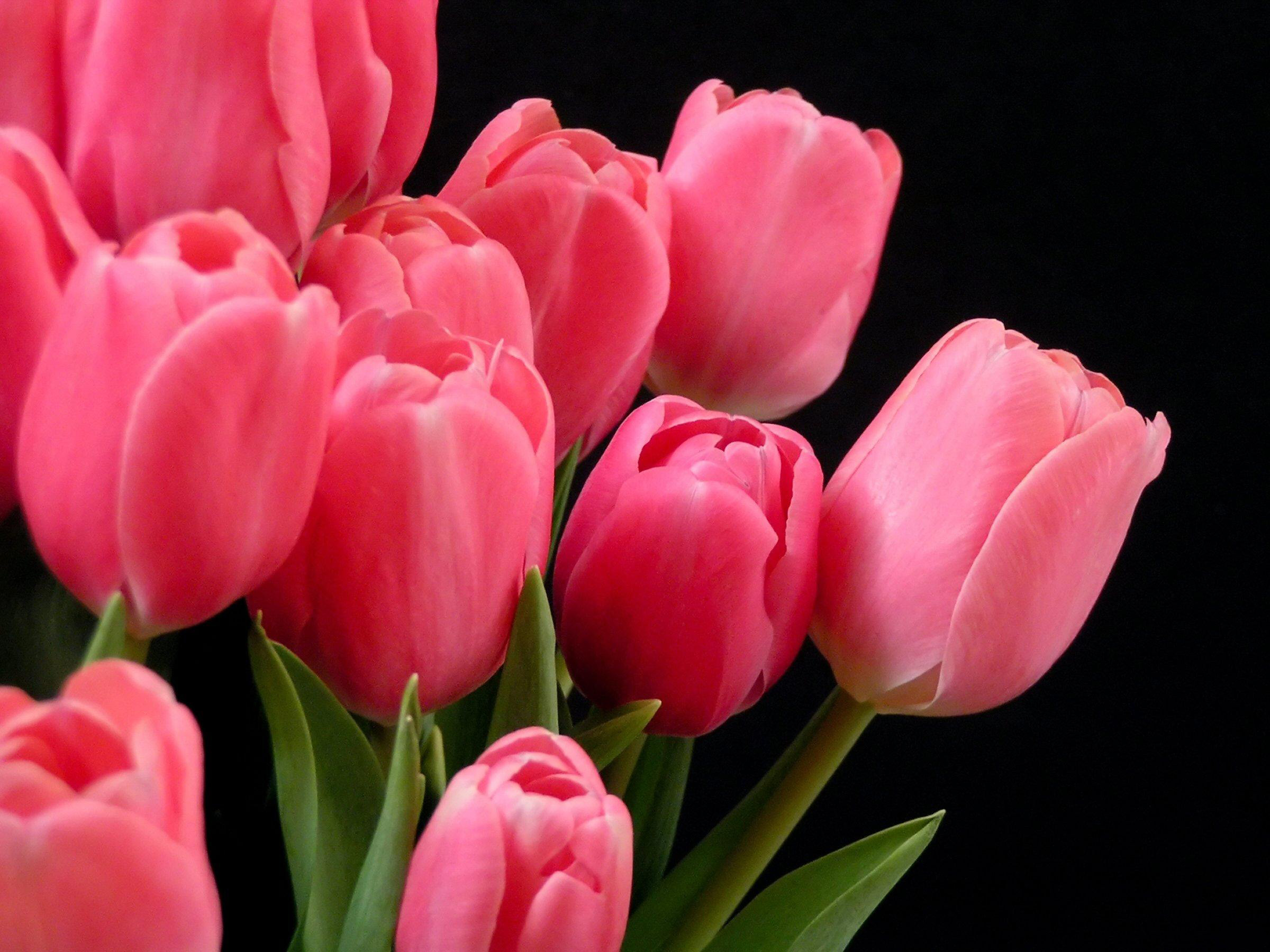 Красивые цветы тюльпаны фото
