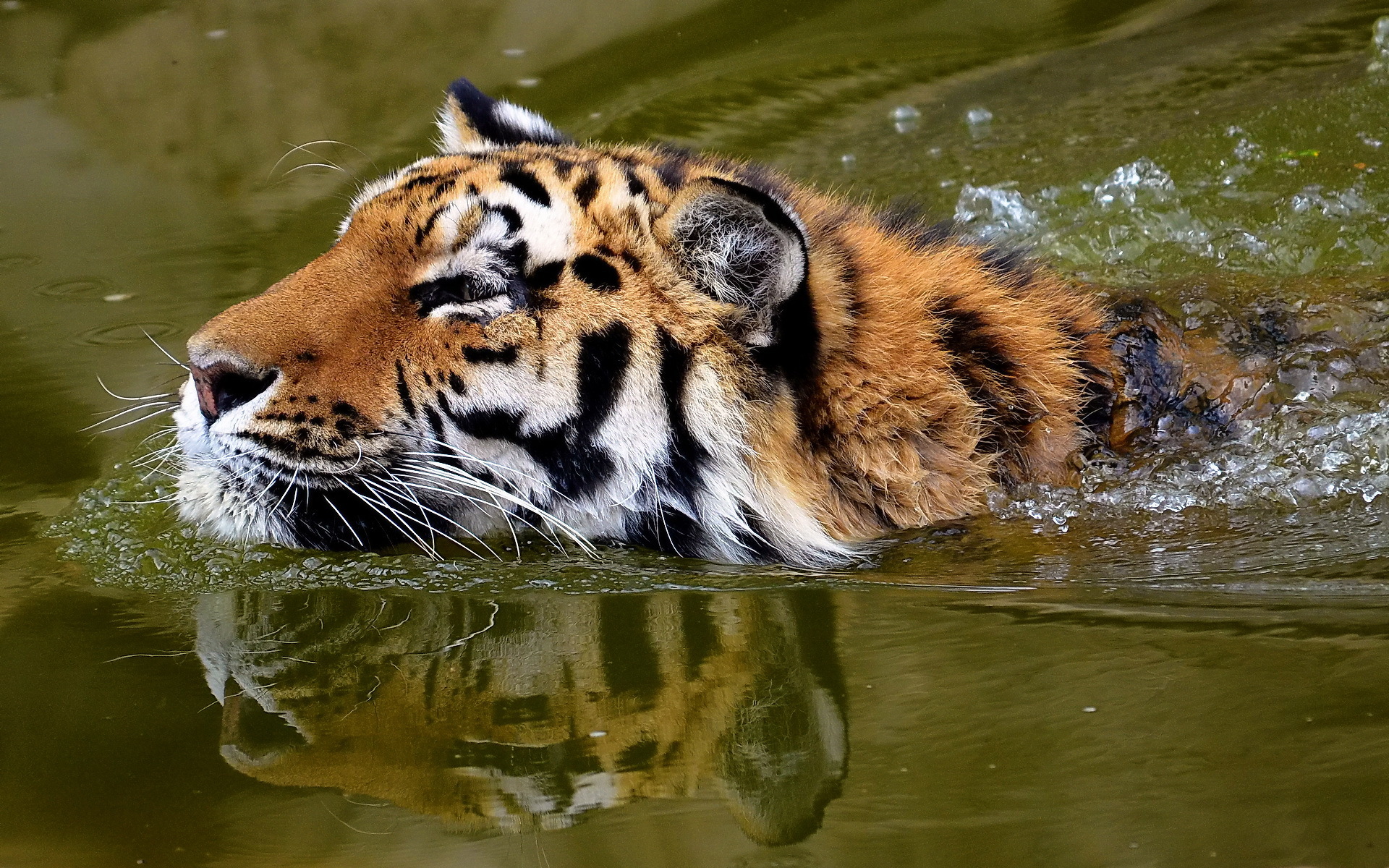 Прыгающий из воды тигр без смс