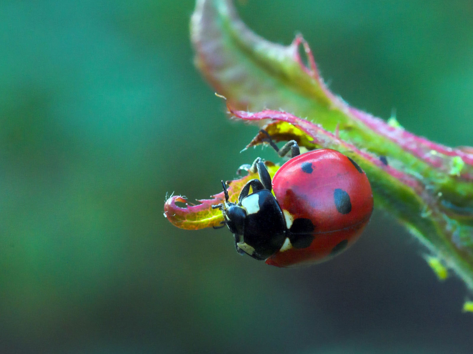 природа животные насекомое божья коровка nature animals insect God ladybug бесплатно