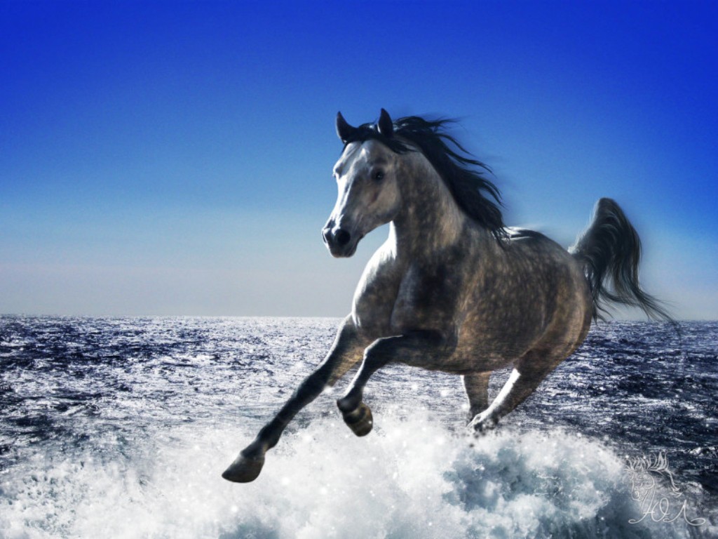 Картинки лошадей на заставку. Лошадь бежит. Красивые лошади. Конь скачет. Лошадь бежит по воде.