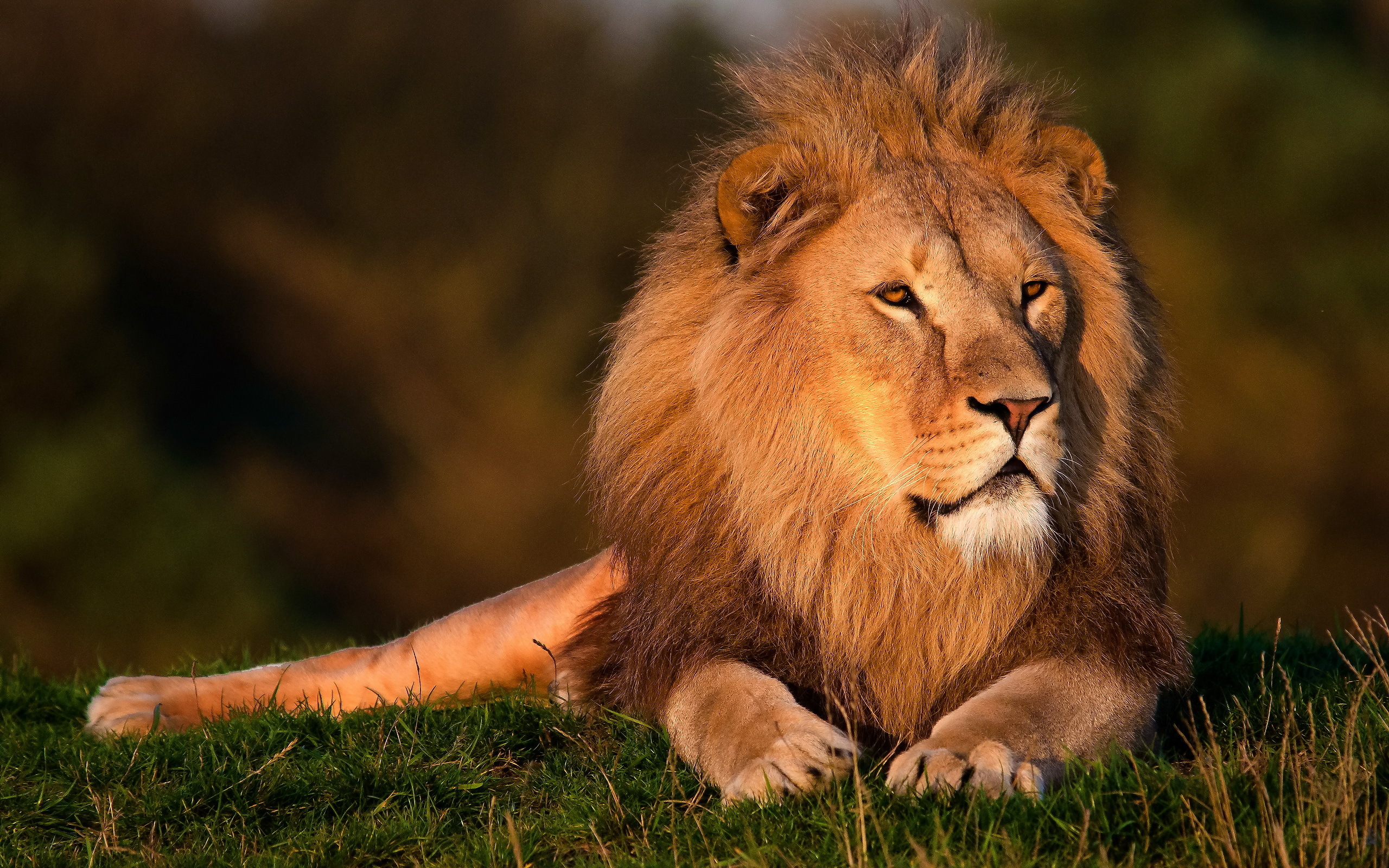 природа животные лев nature animals lion без смс