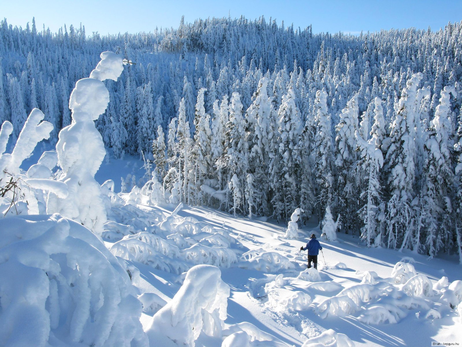 лыжник лес снег зима без смс