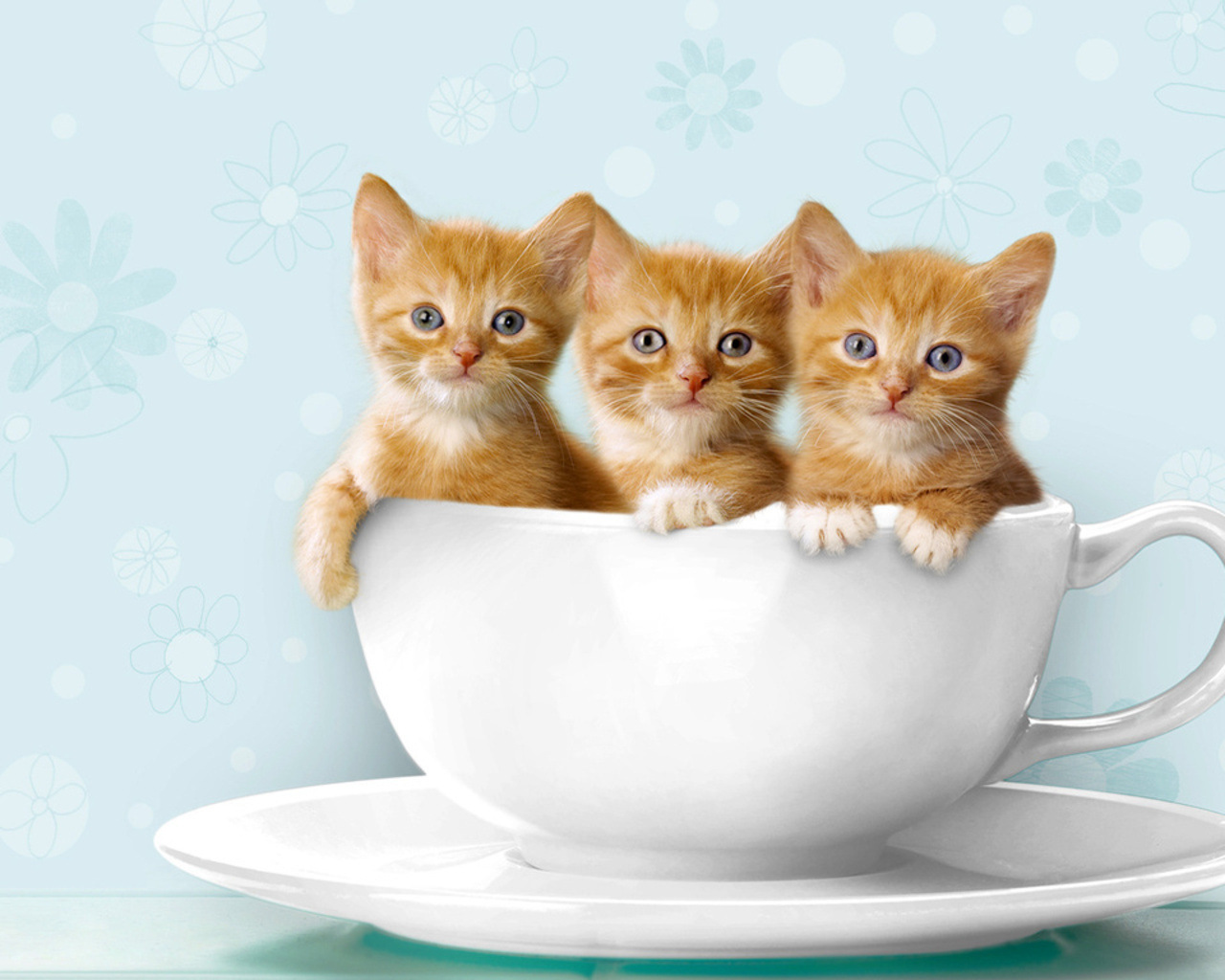 Фотографии Котята кот три чашке Животные котят котенок котенка коты кошка Кошки Чашка Трое 3 втроем животное