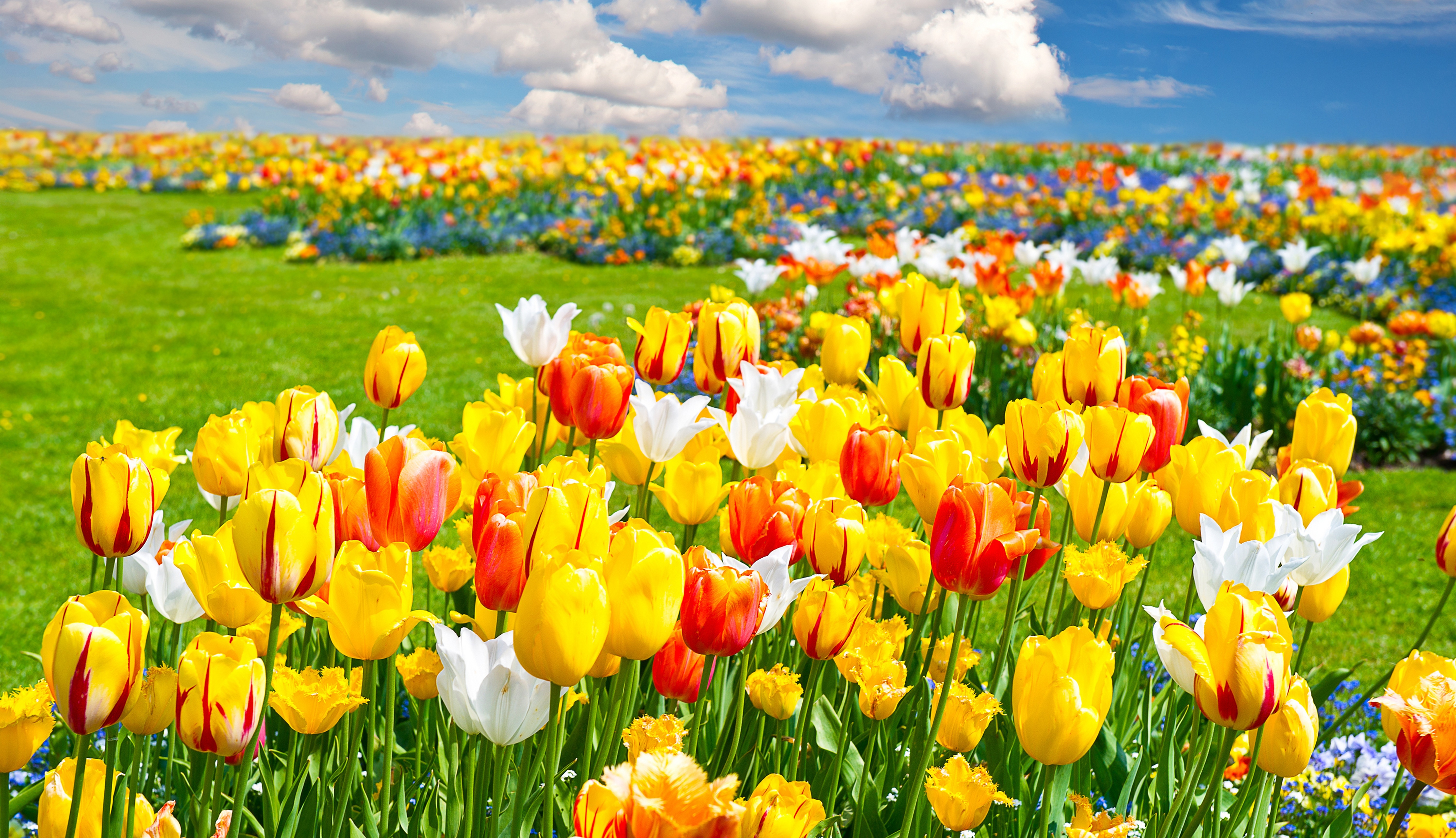 природа цветы желтые тюльпаны поле nature flowers yellow tulips field скачать