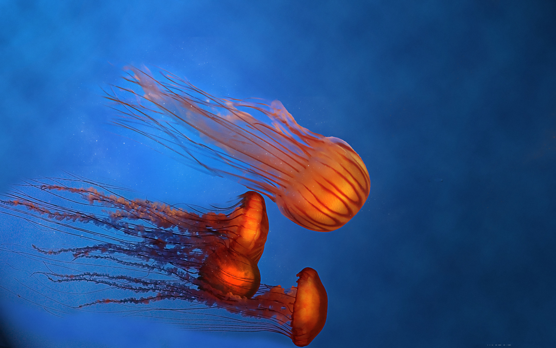 природа животные медузы бесплатно
