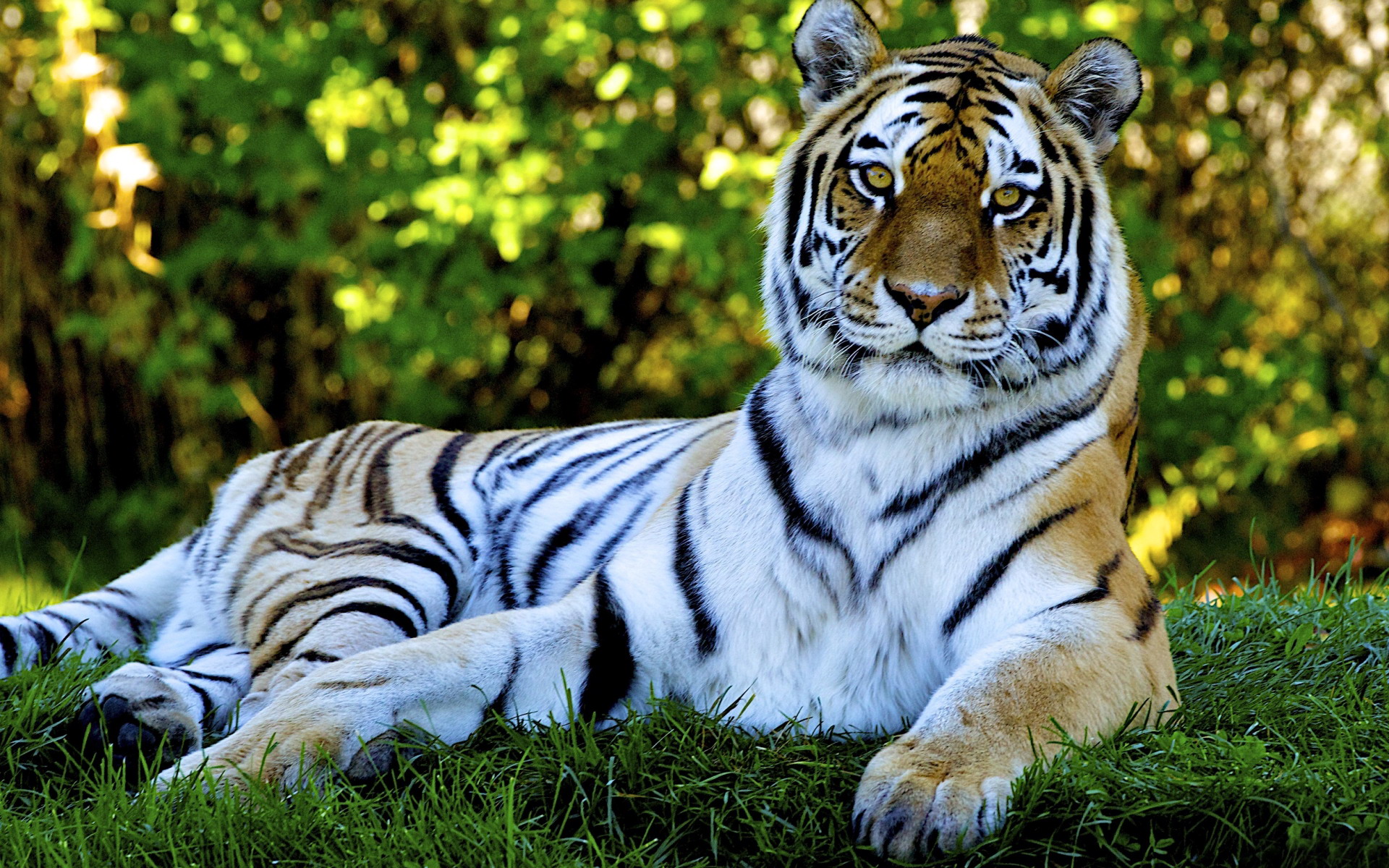 природа животные тигр nature animals tiger без смс