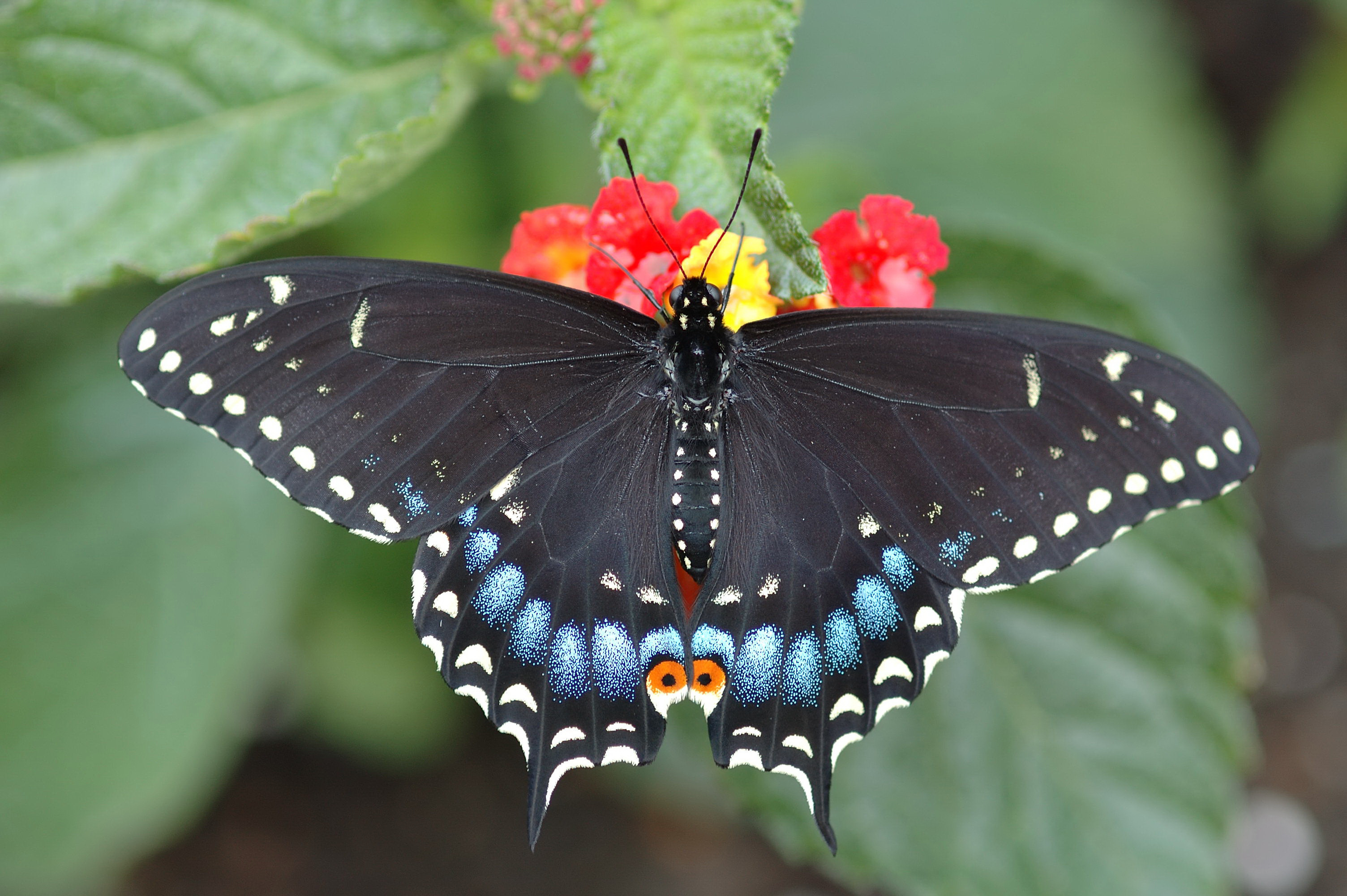 природа бабочка животные цветы синие скачать