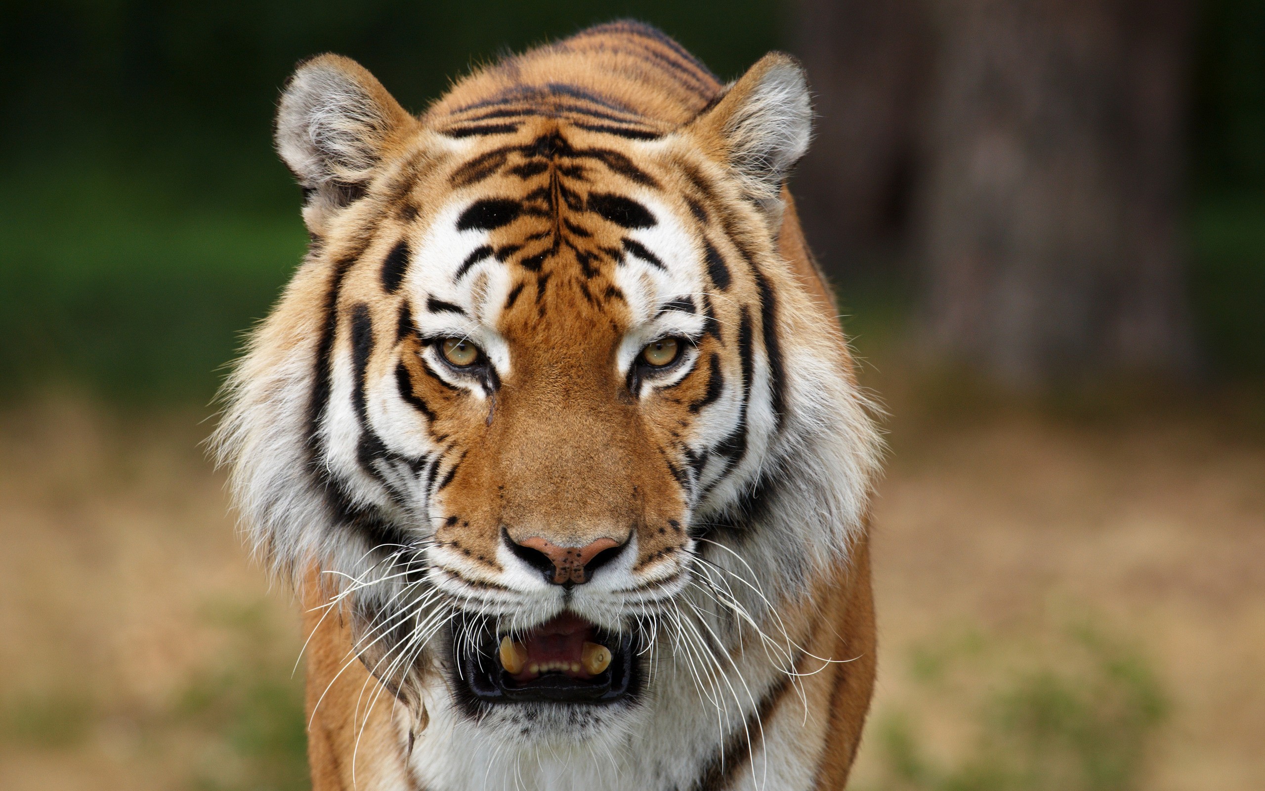Тигр хищник природа скачать