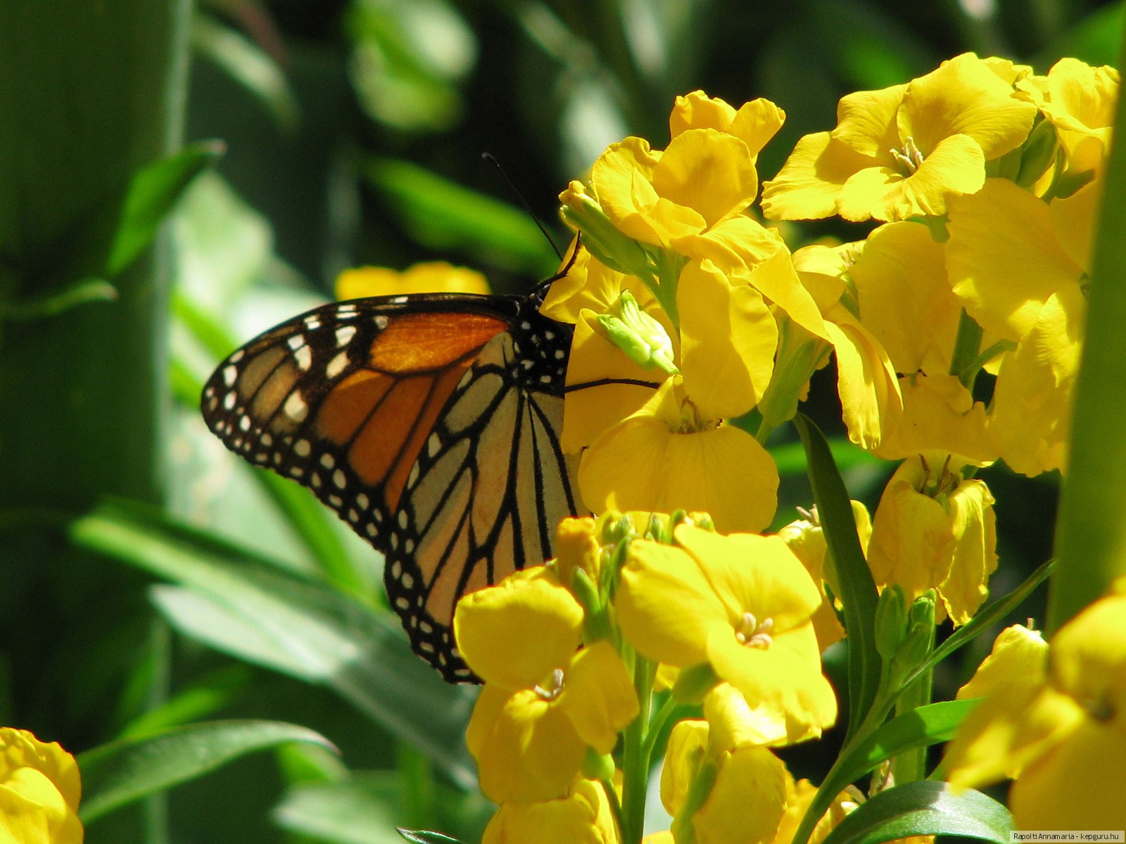 Картинка Данаида монарх бабочка Цветы Бабочки цветок