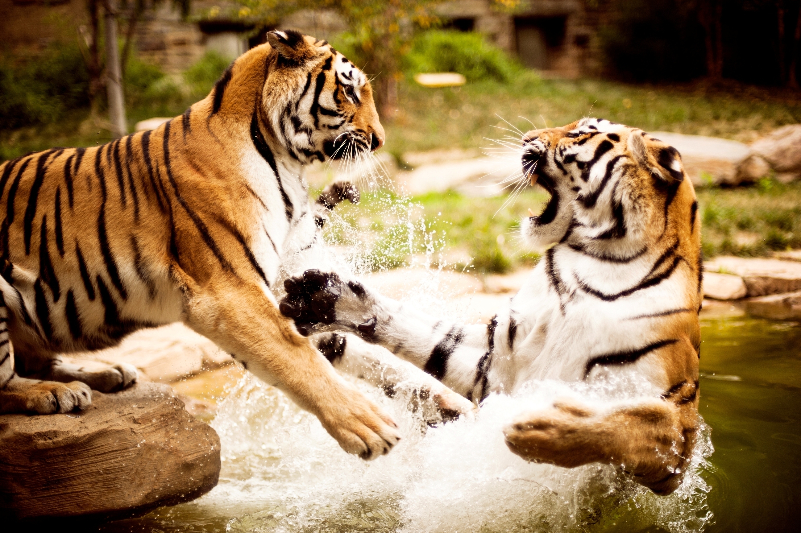 Тигр с тигренком бесплатно