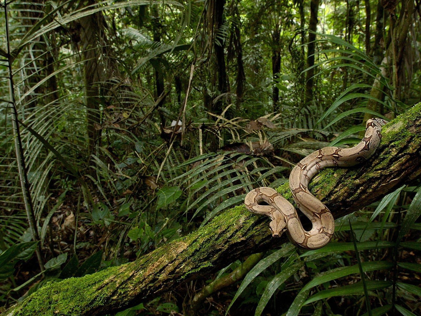 Змеи в тропическом лесу. Остров Кеймада-Гранди Бразилия. Тропические дождевые леса Амазонии. Леса амазонки Анаконда. Джунгли Сельва.