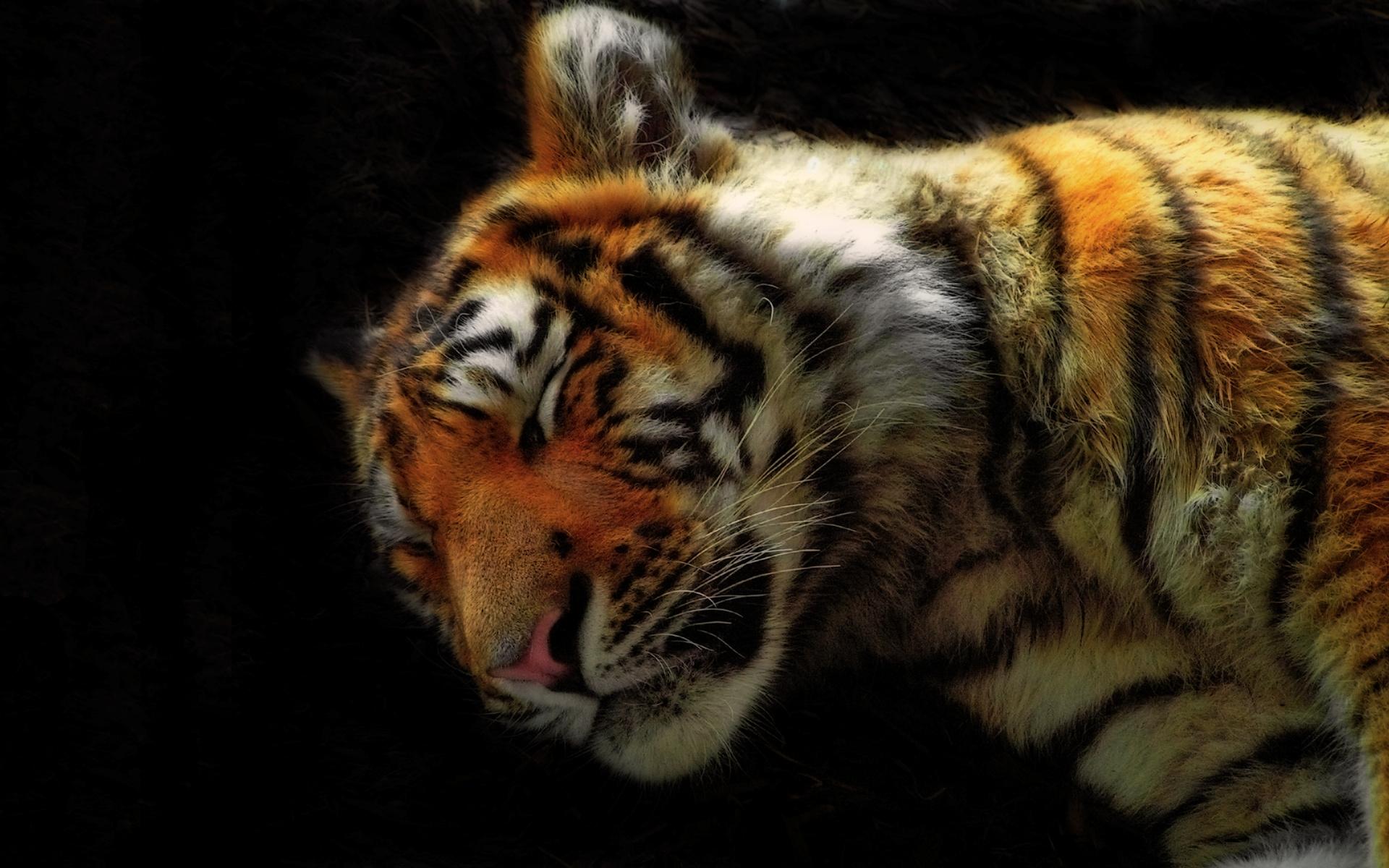 тигр спящий загрузить
