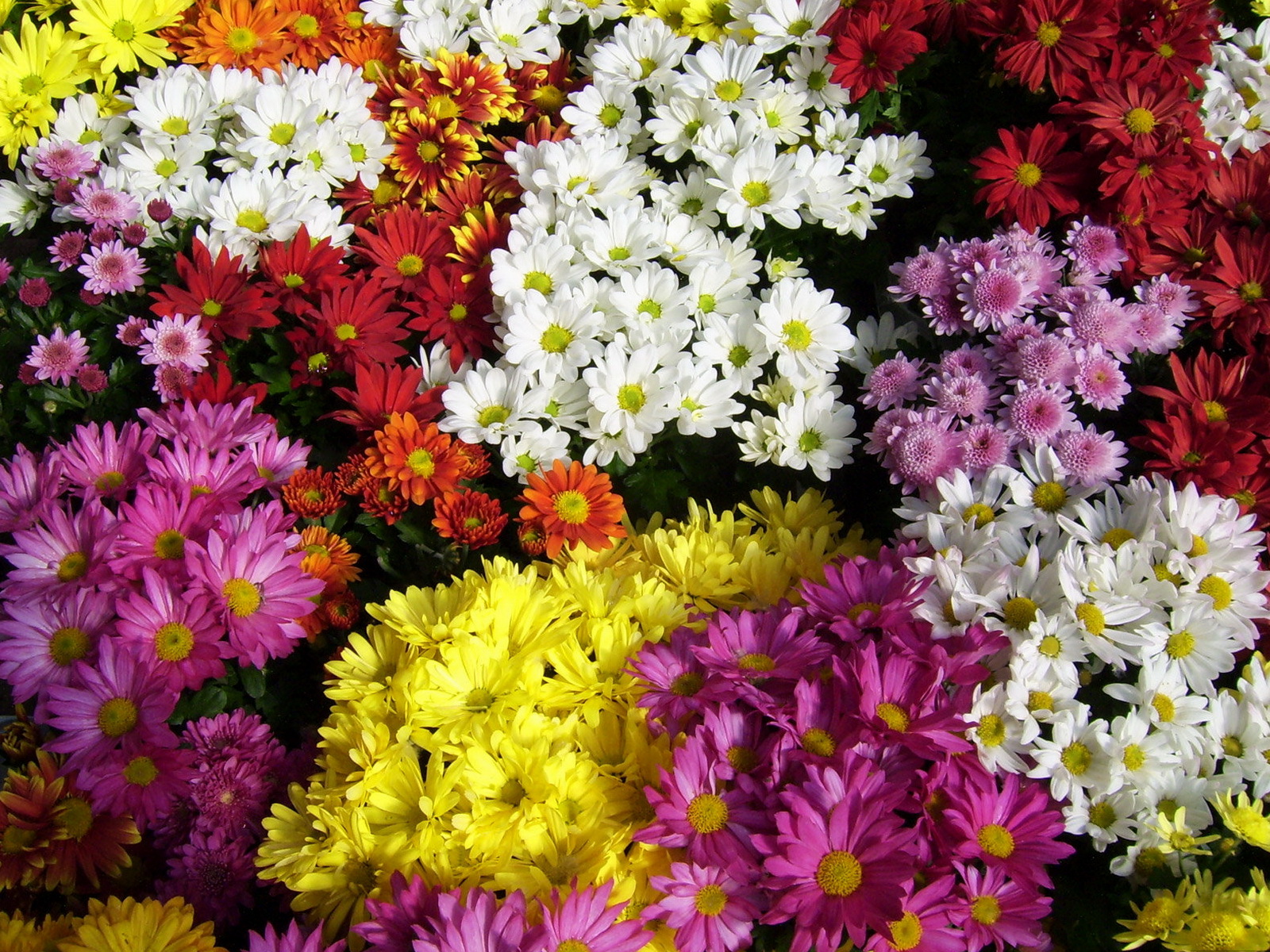 Все цветы. Хризантема корейская бархатная осень. Хризантема корейская бархатная осень смесь. Цветы хризантемы. Хризантема корейская смесь.