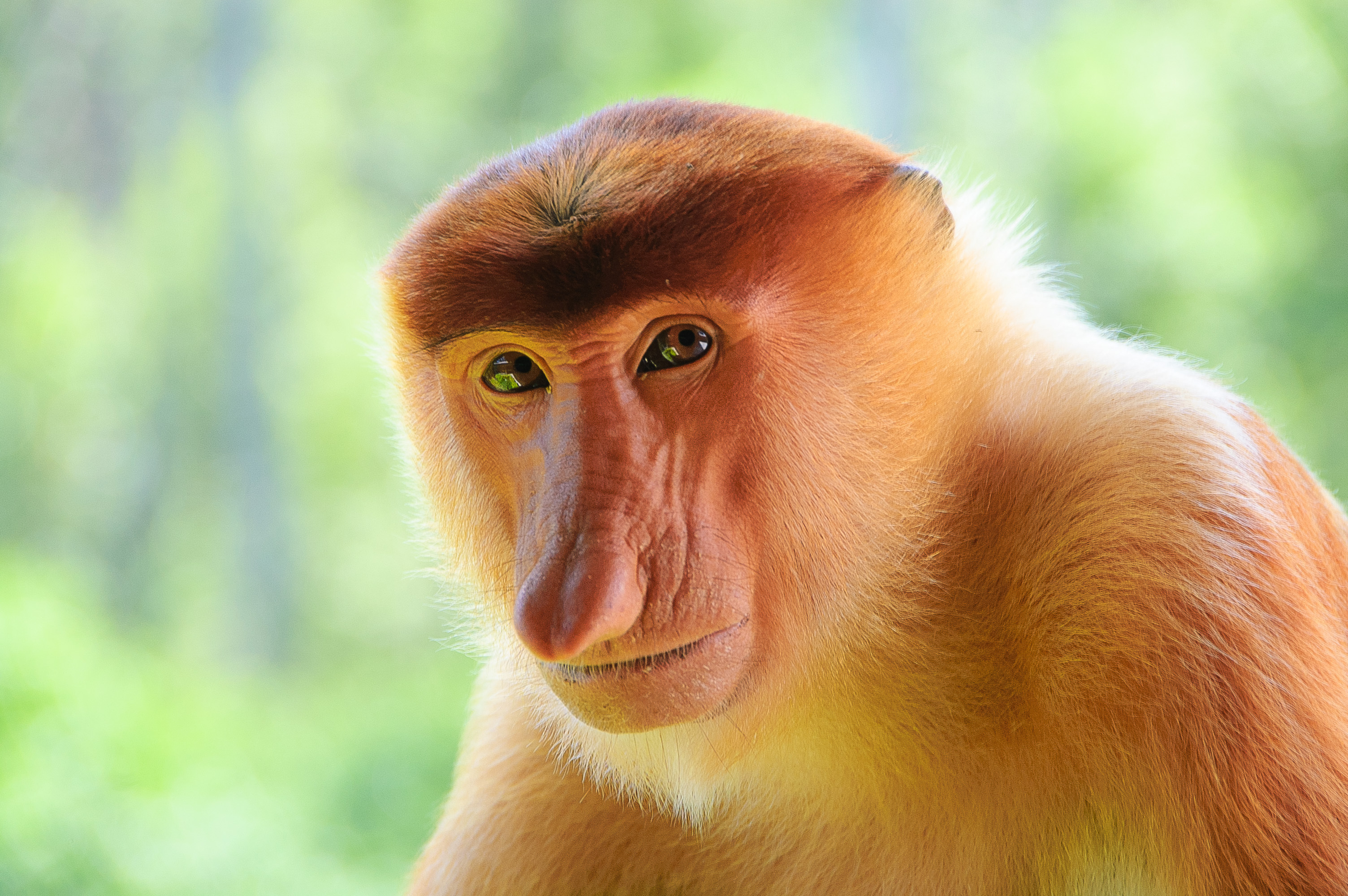Носач мартышковые. Обезьяна носач. Носач (proboscis Monkey). Бабуин носач кахау. Горилла носач.