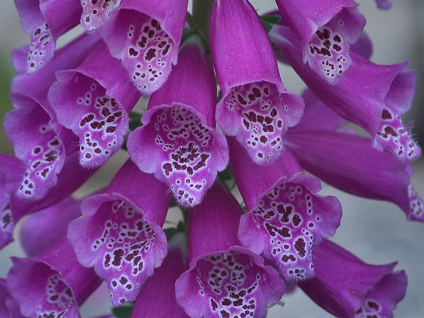 Цветы на срез. Дигиталис наперстянка. Наперстянка пурпурная 'giant spotted'. Наперстянка цветение.