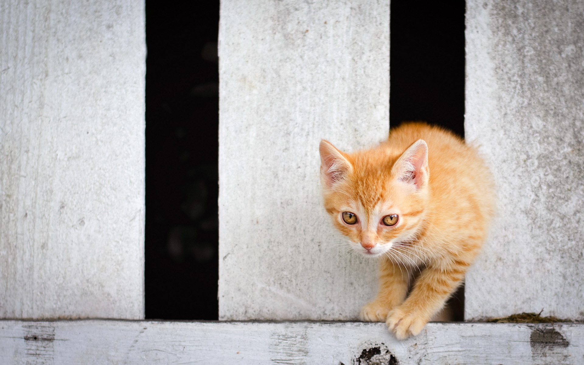 Рыжий кот на заборе без смс
