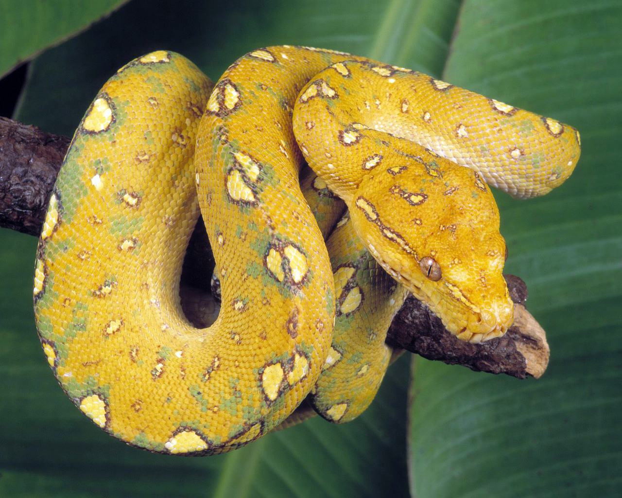 природа животные змея желтая скачать
