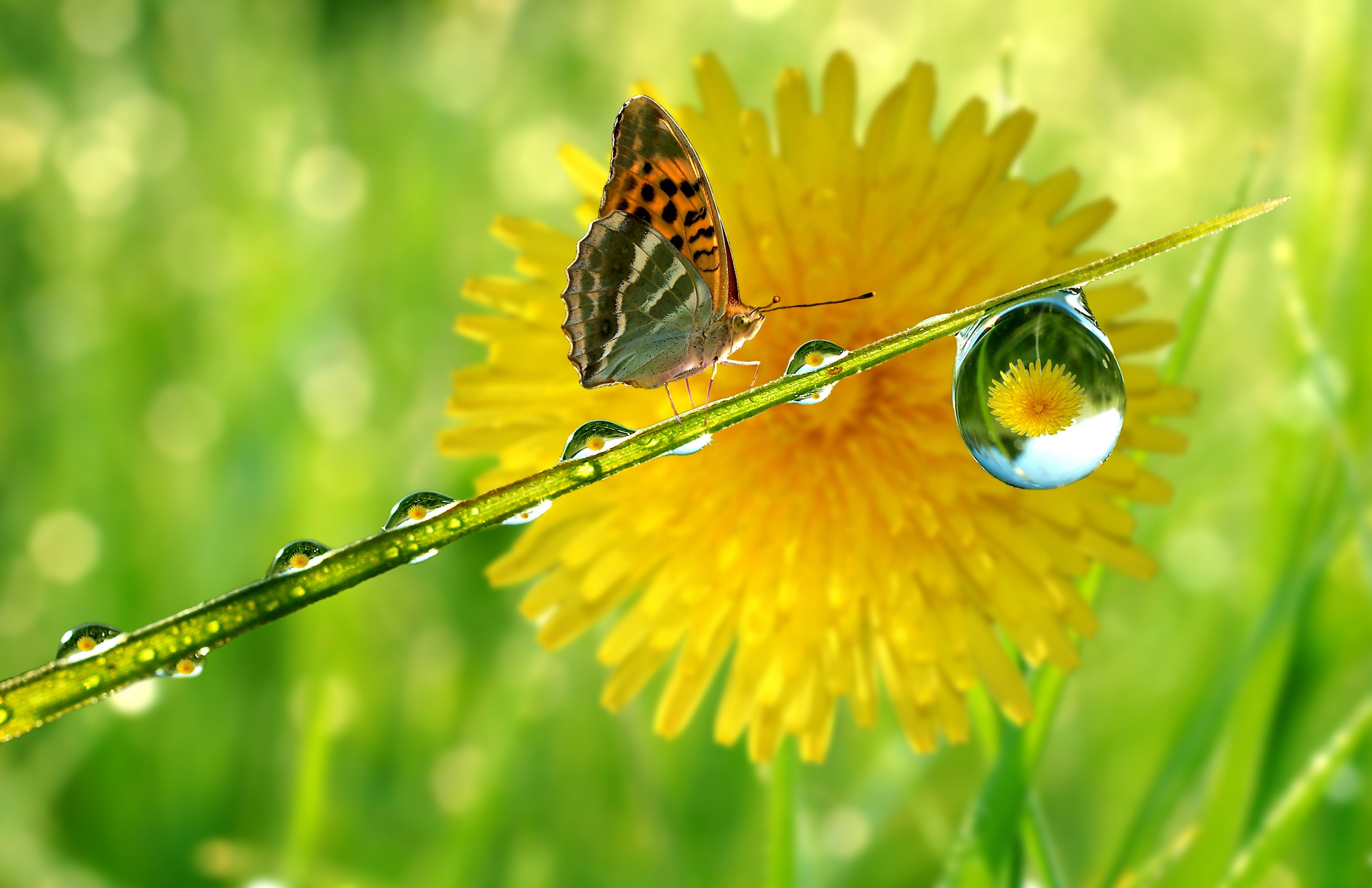 Доброе утро картинки позитивные с природой. Красивые одуванчики. Солнечный цветок. Лето бабочки.