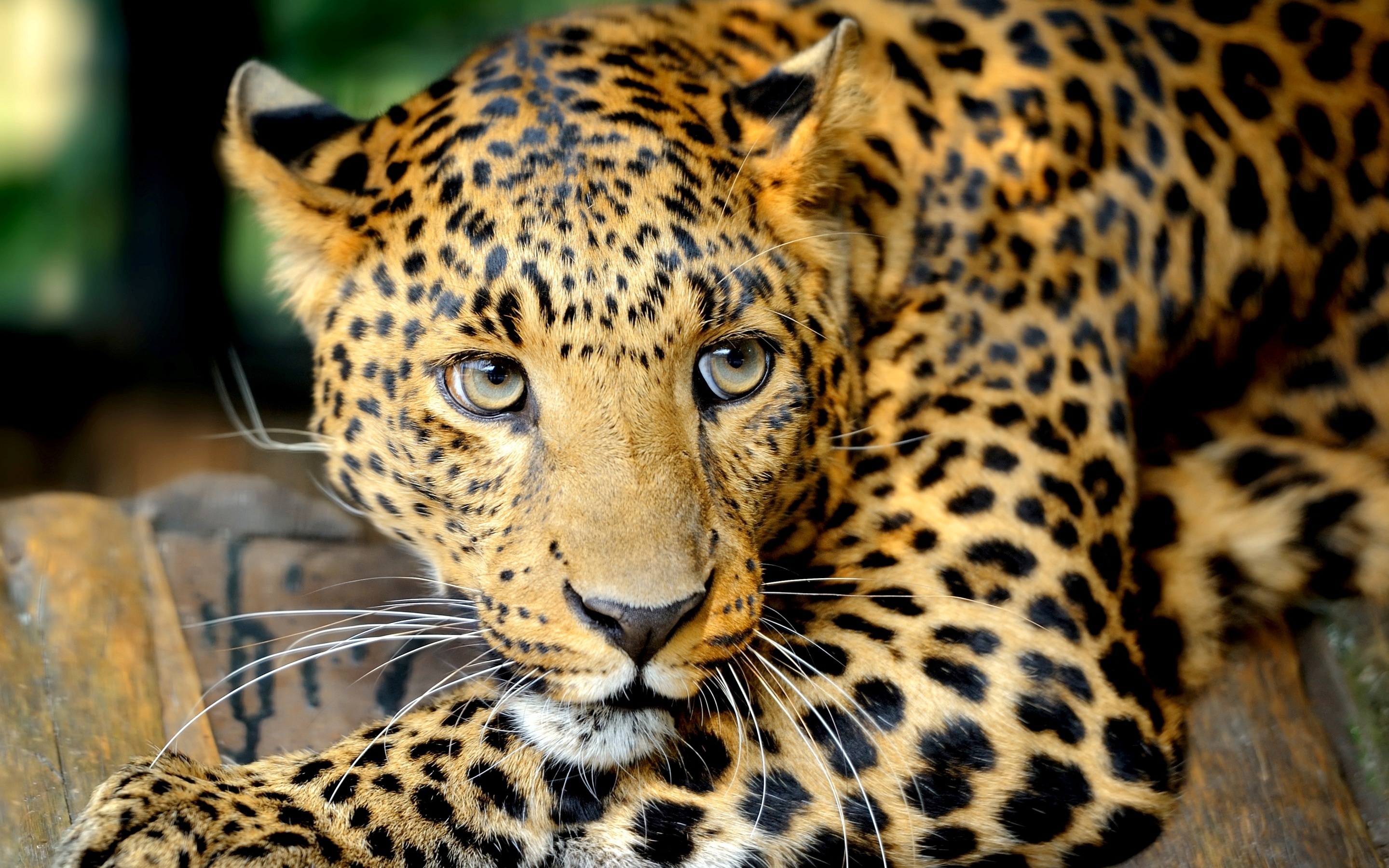 леопард хищник бесплатно