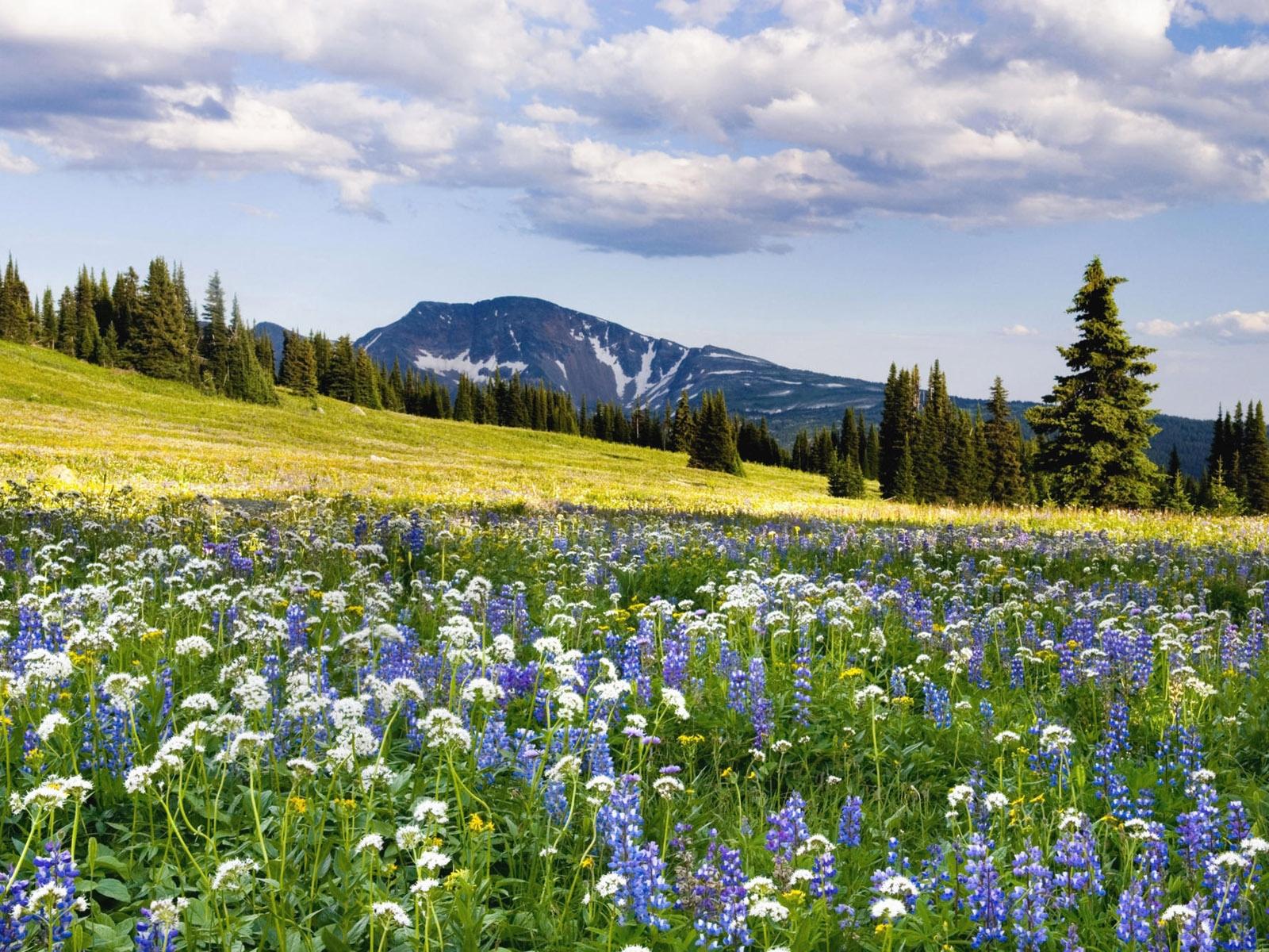 поляна цветы трава холмы горы glade flowers grass hills mountains скачать