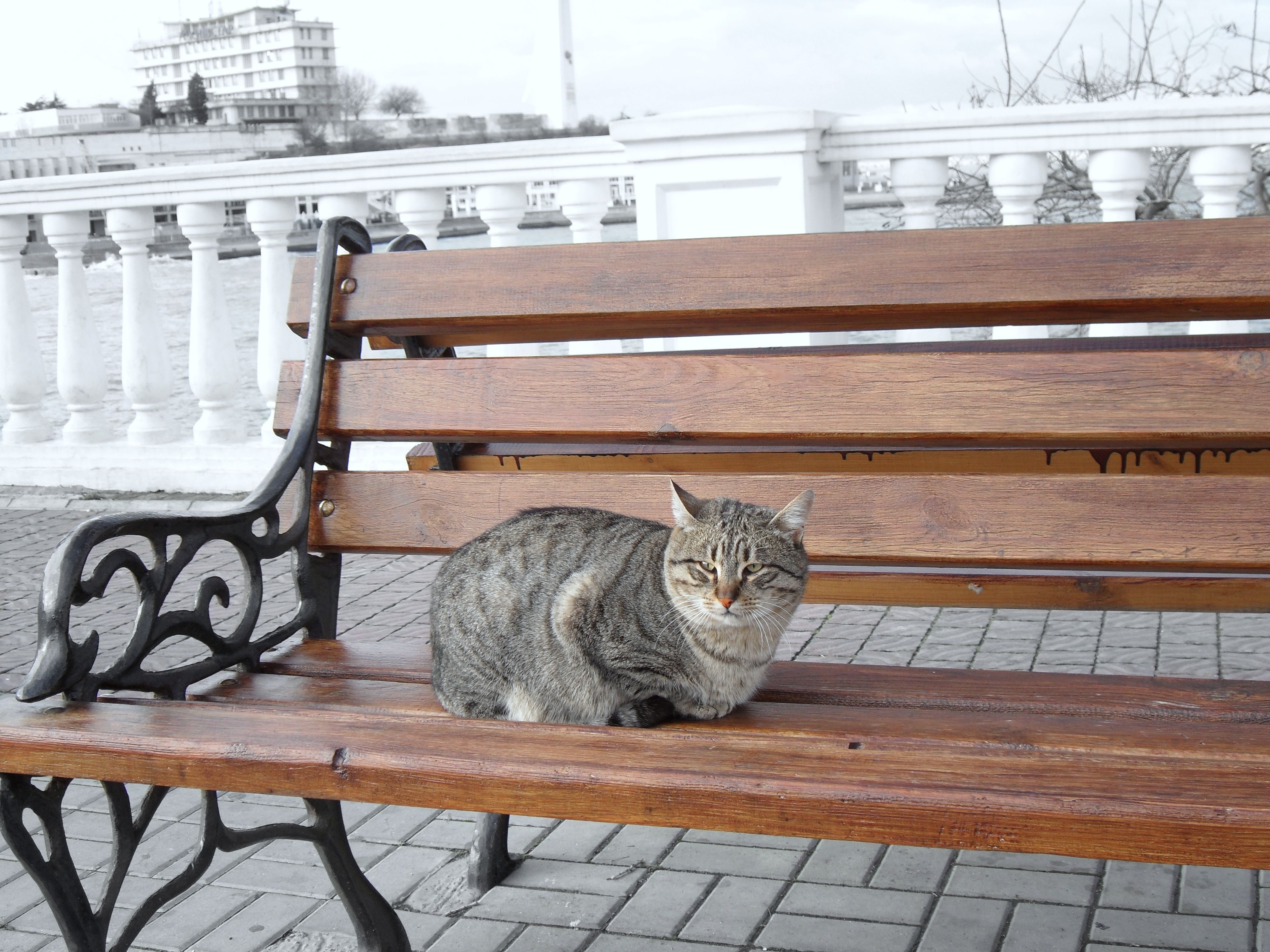 природа животные кот скамейка лавка nature animals cat bench shop загрузить