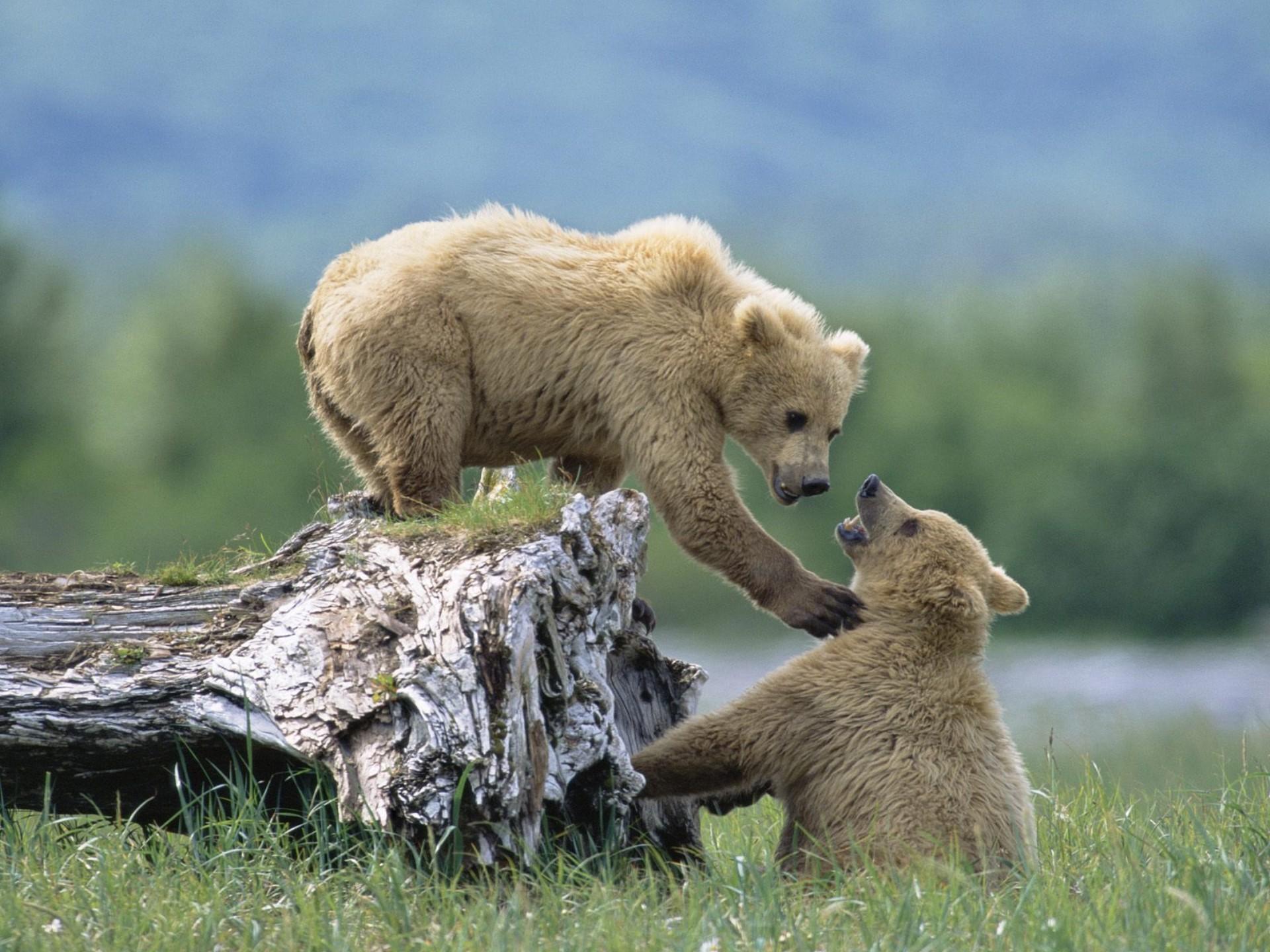 Wild animals play