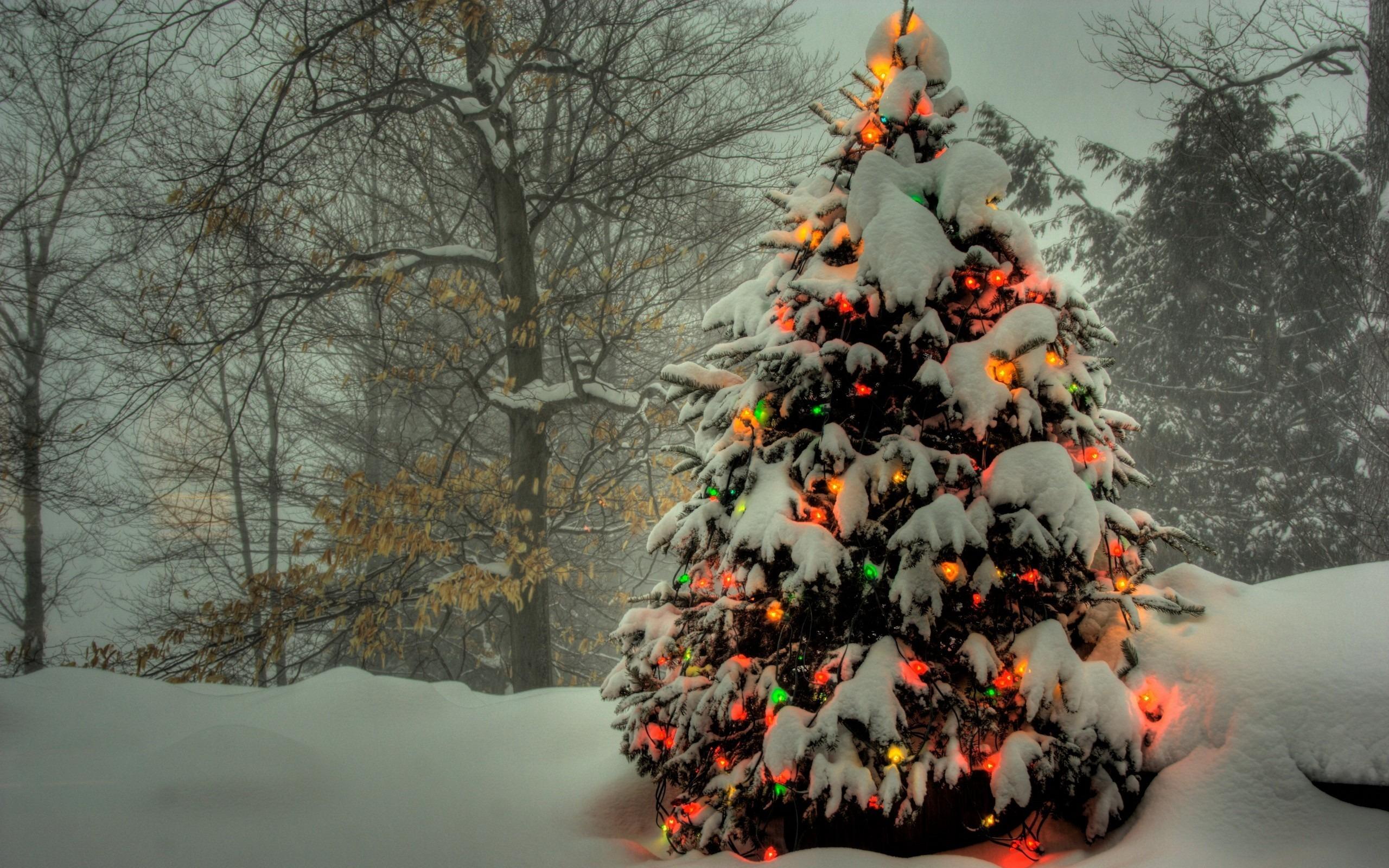 природа деревья гирлянды праздник зима бесплатно