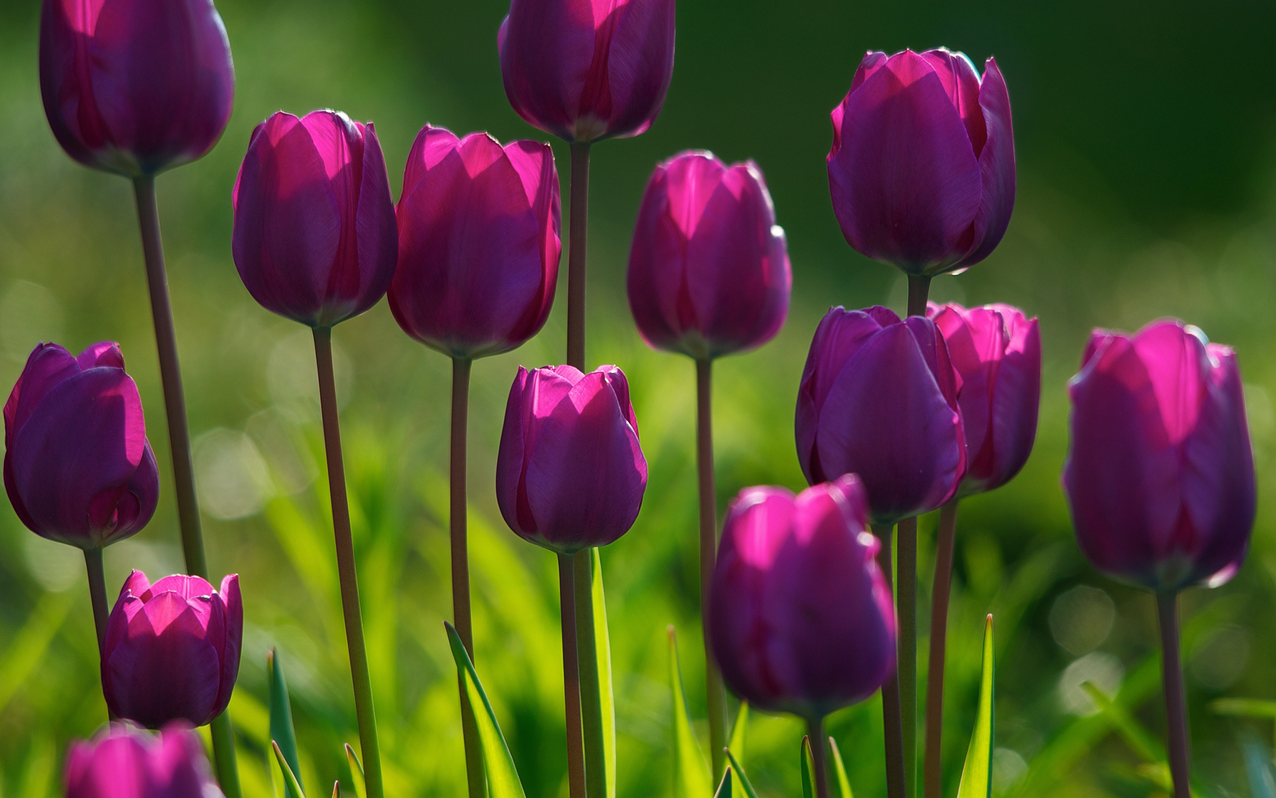 природа цветы тюльпаны крупный план бесплатно