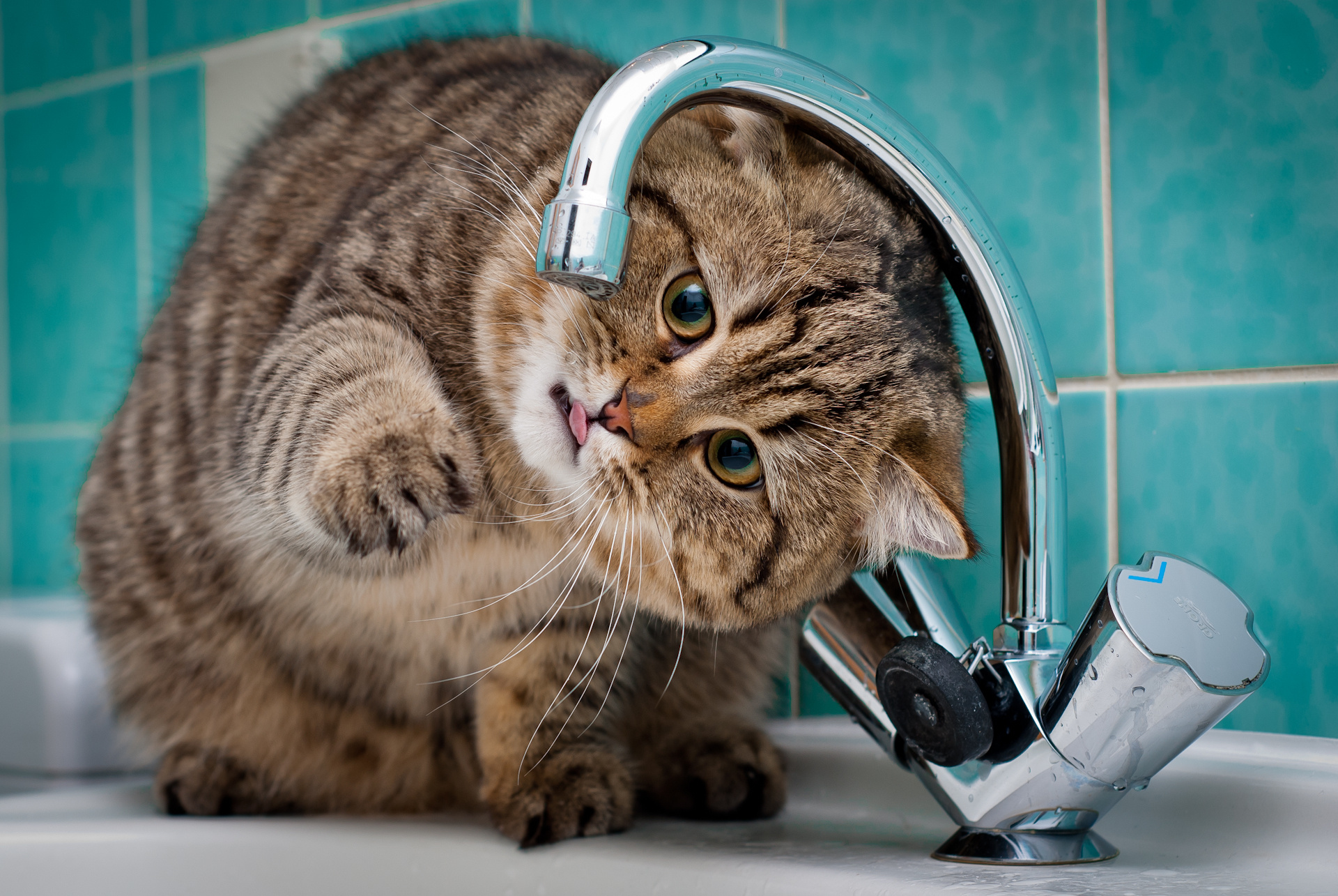 Мойка холодной воды. Кот пьет воду из под крана. Кот и кран с водой. Нет воды. Кот возле раковины.