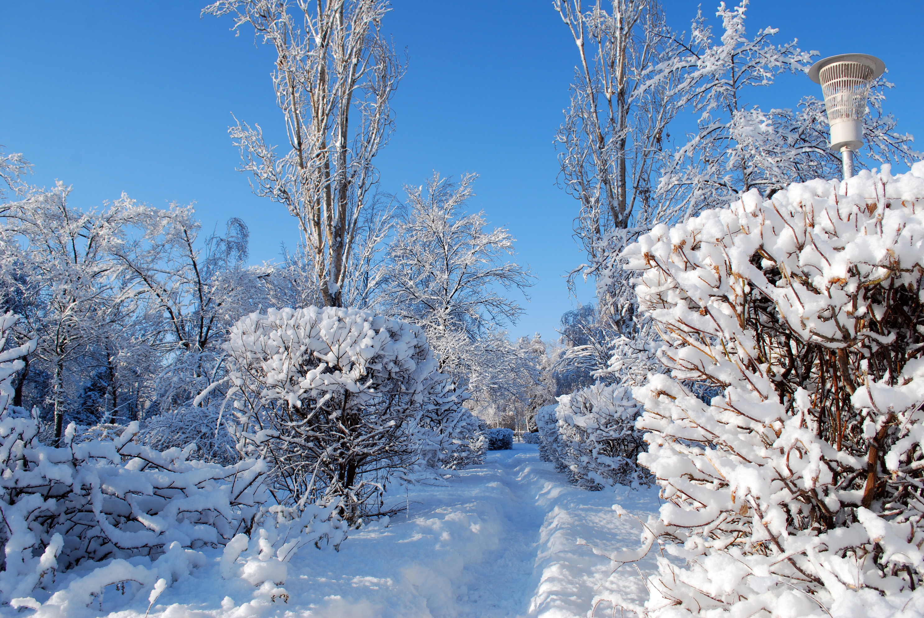 Зиму зима очень сильно. Зима снег. Зимняя природа. Деревья в снегу. Кусты зимой.