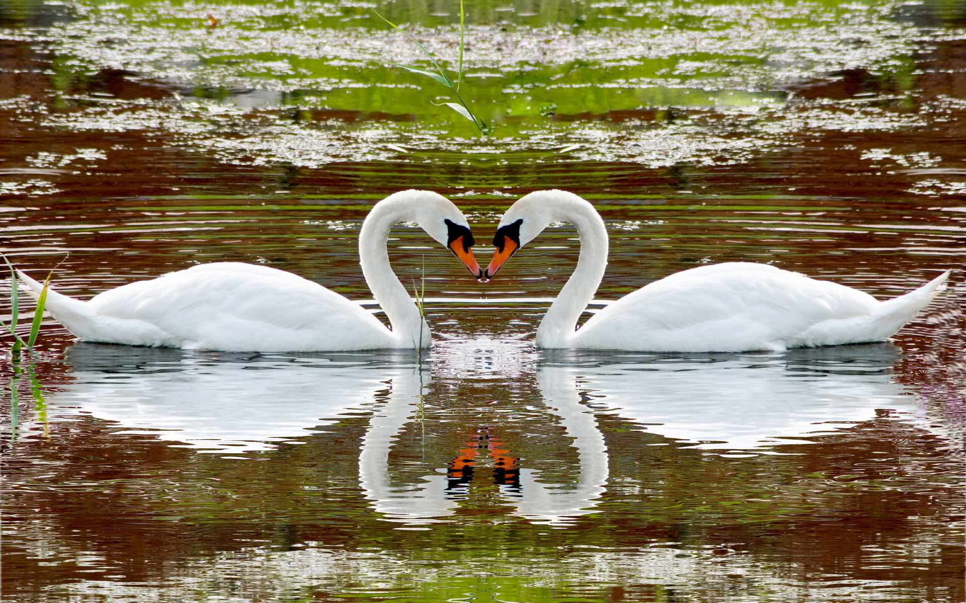 Верность вода. Лебедь. Пара лебедей. Красивые лебеди. Лебеди в пруду.