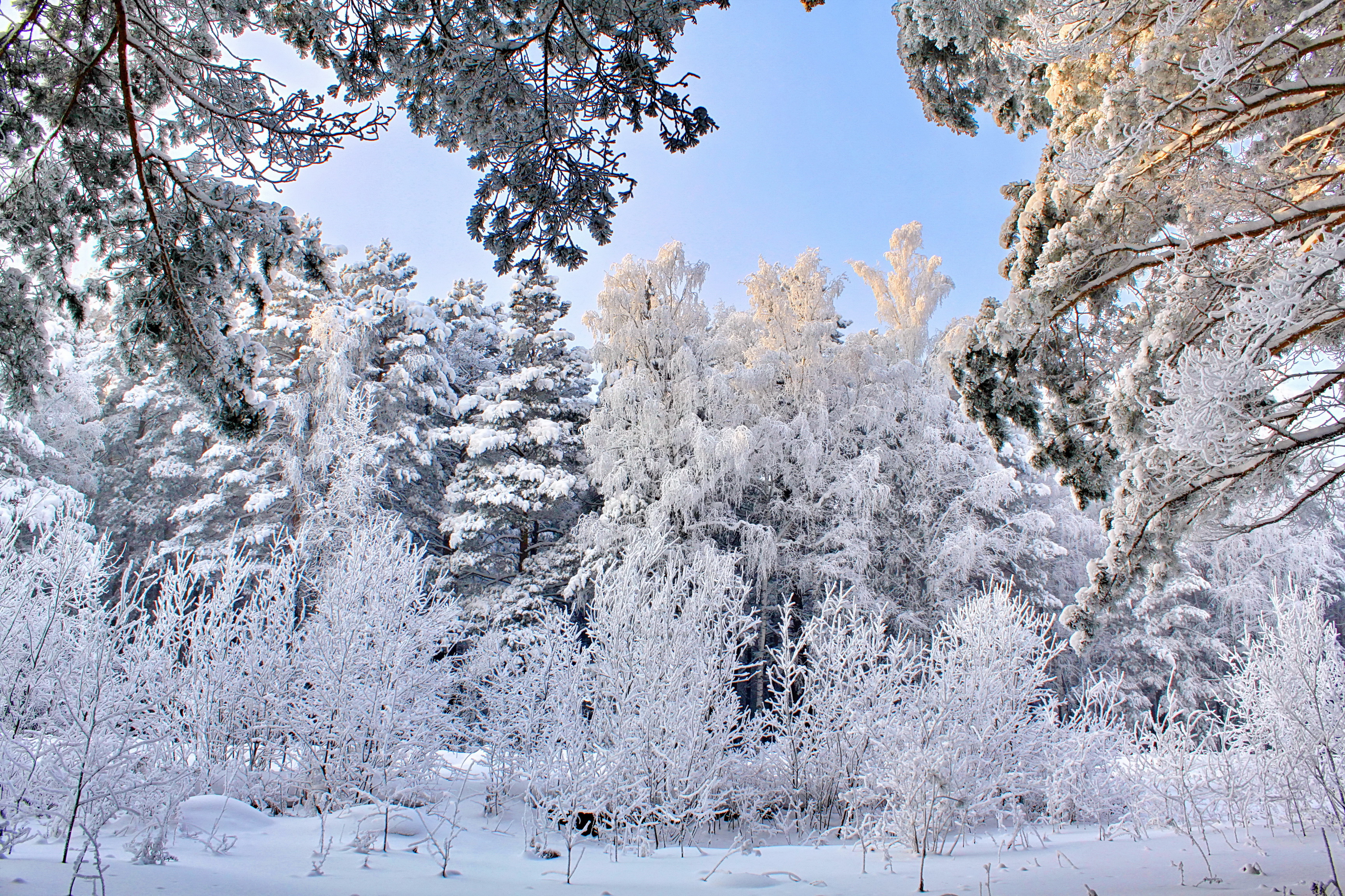 природа снег зима деревья nature snow winter trees загрузить