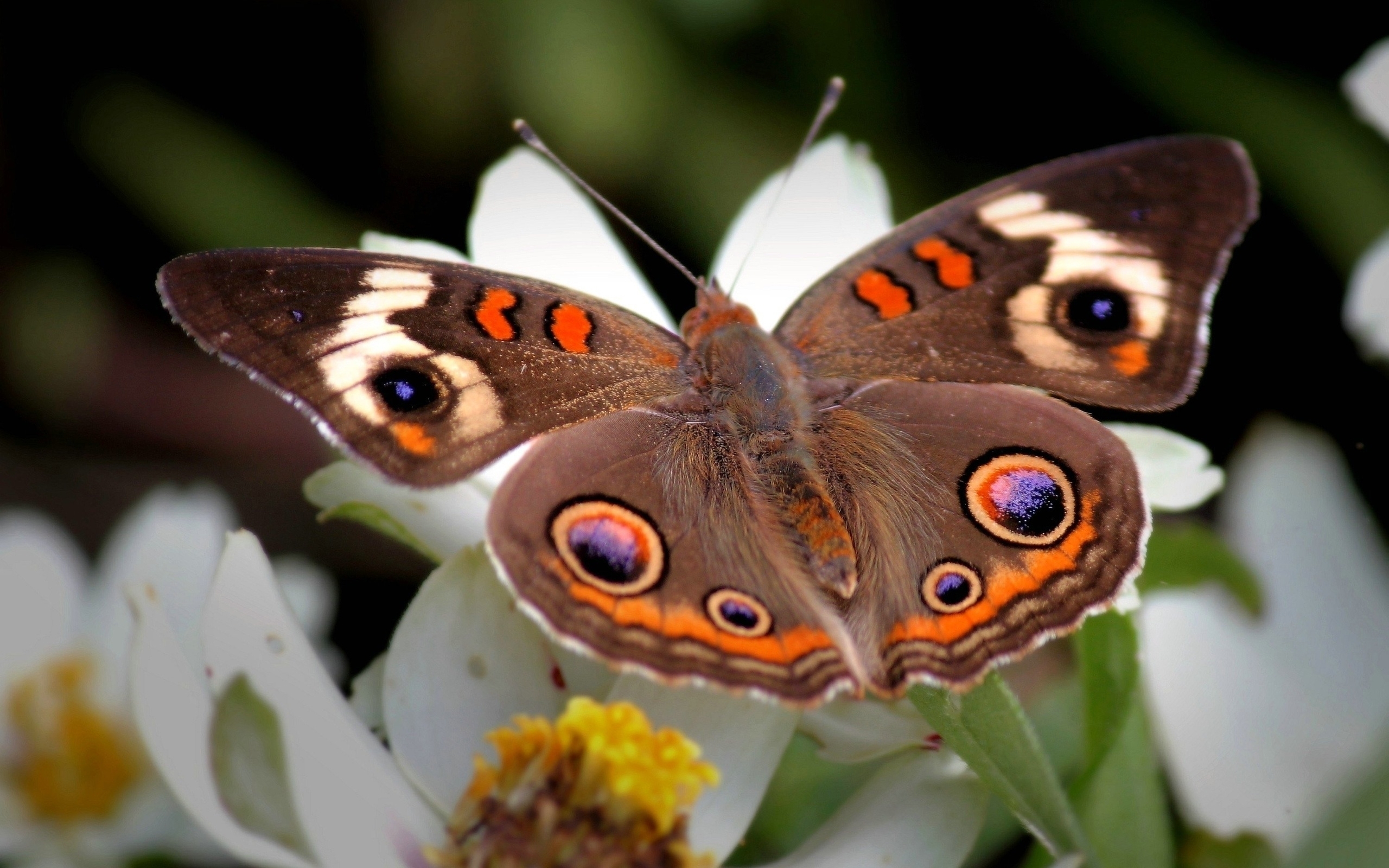 природа животные насекомое бабочка цветы скачать