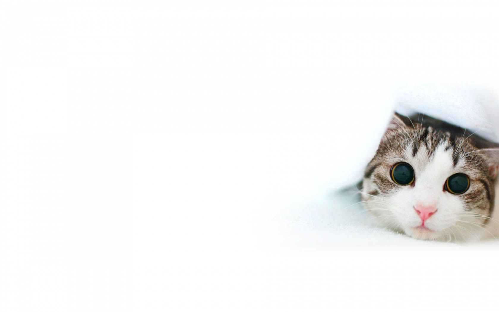 Котенок тумбочка глаза ушки Kitten bedside table eyes lugs скачать