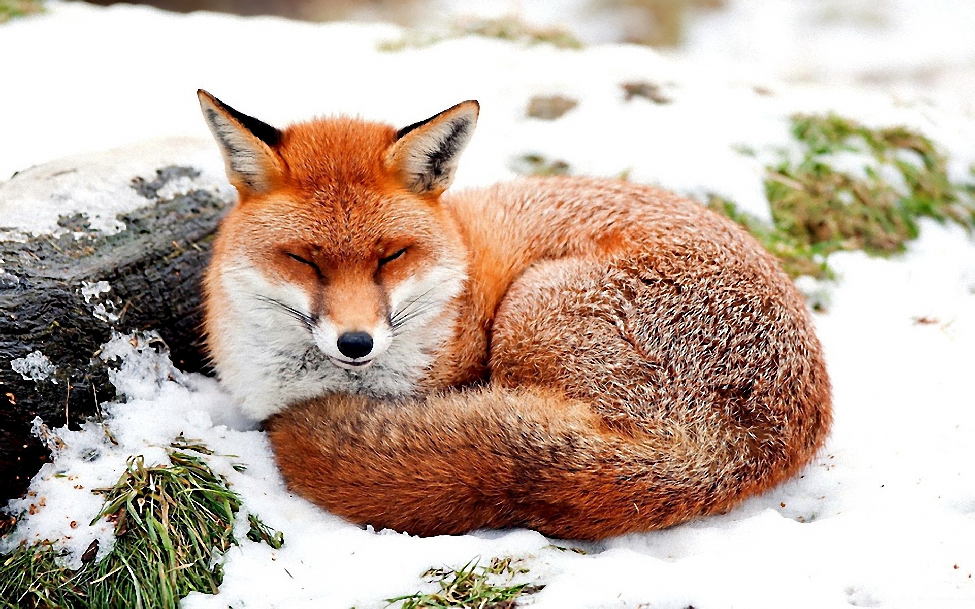 forever Pet fox, Fox pictures, Fox