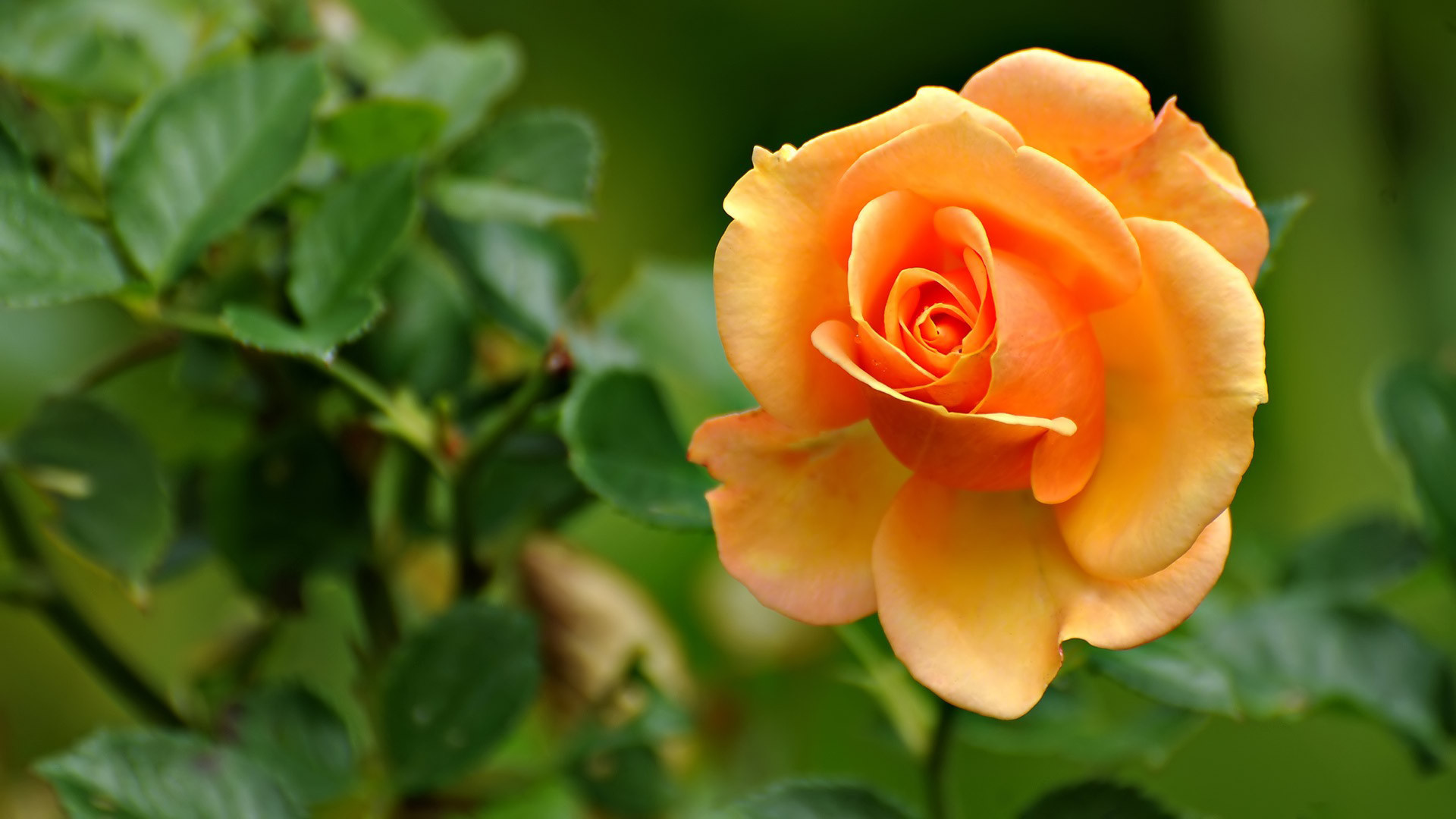 роза цветок материал бесплатно