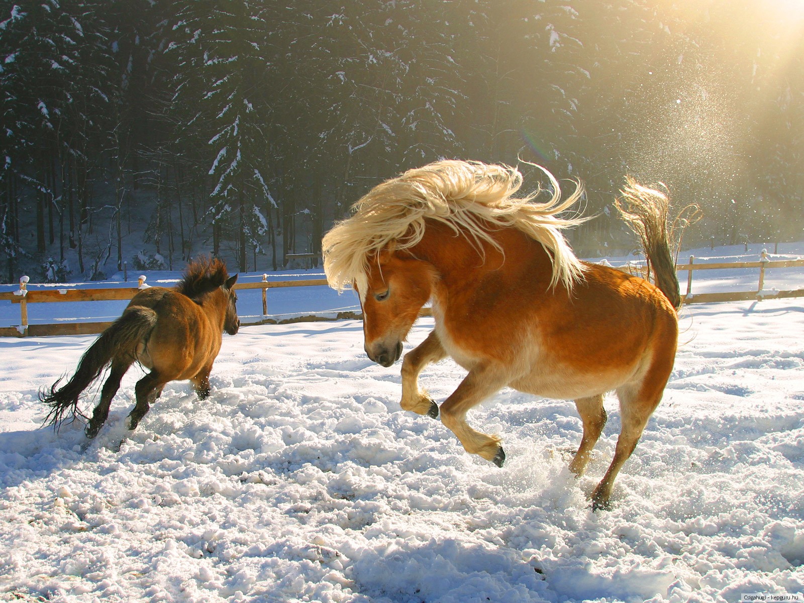 Белая лошадь снег зима скачать