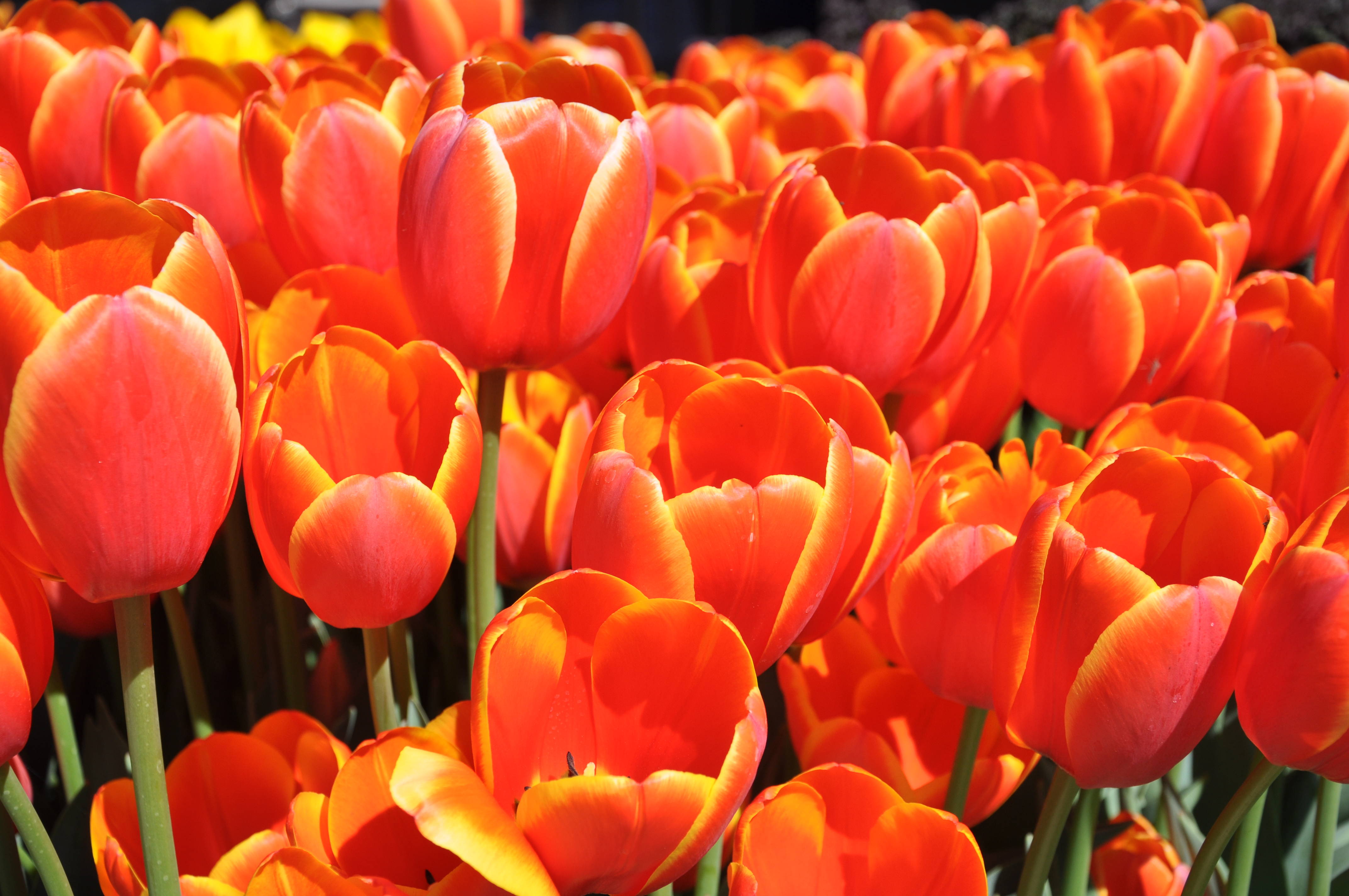 природа цветы оранжевые тюльпаны без смс