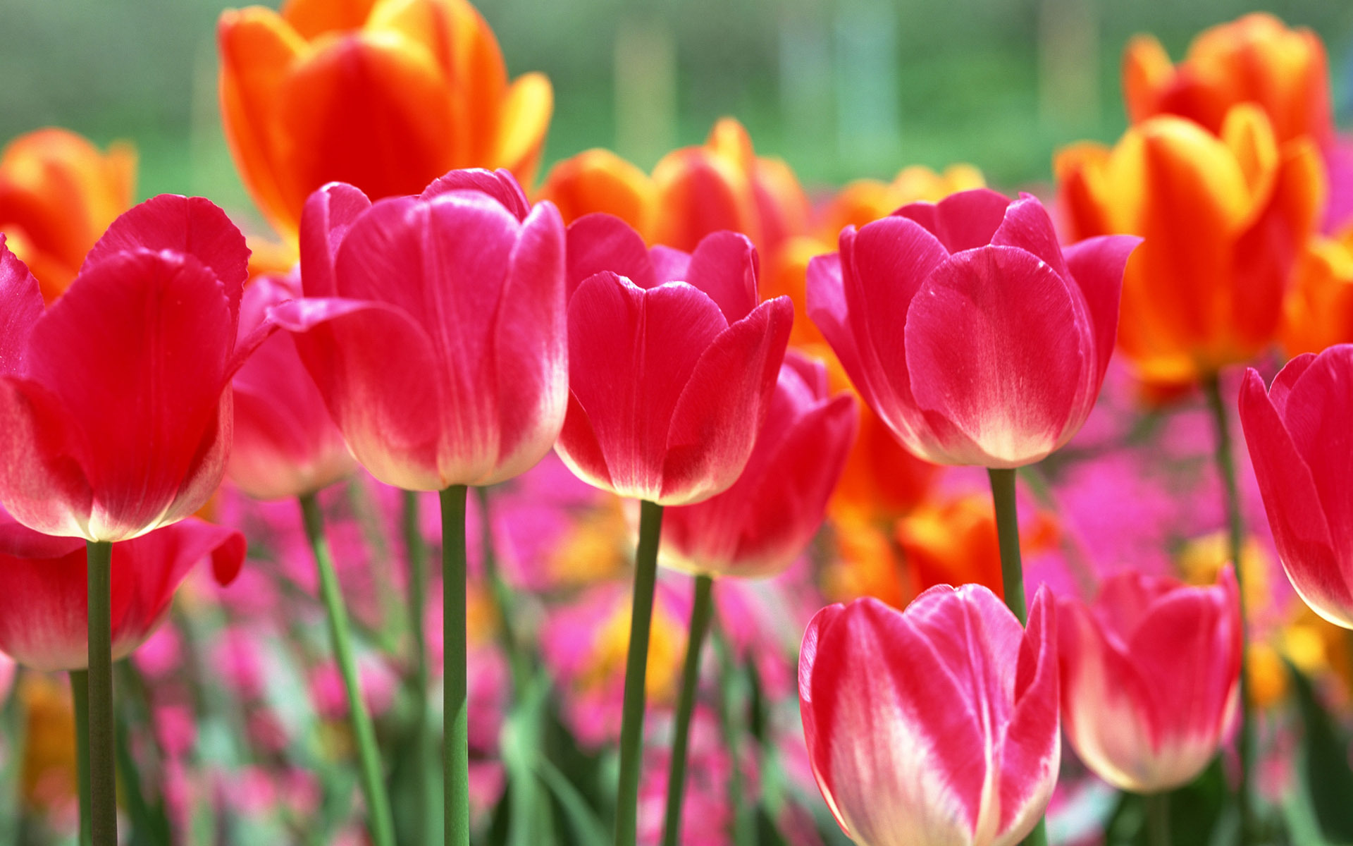 Весенние тюльпаны картинки красивые. Тюльпан Дойч Прайд. Красивые тюльпаны. Яркие весенние цветы.
