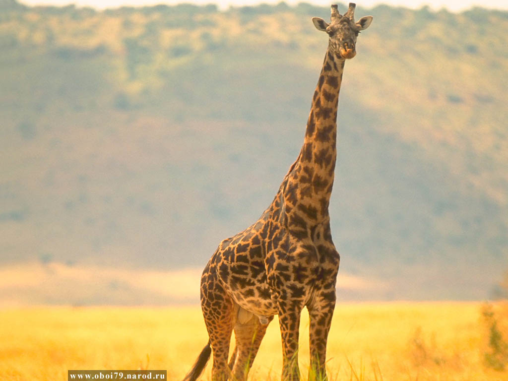 Жираф1 без смс
