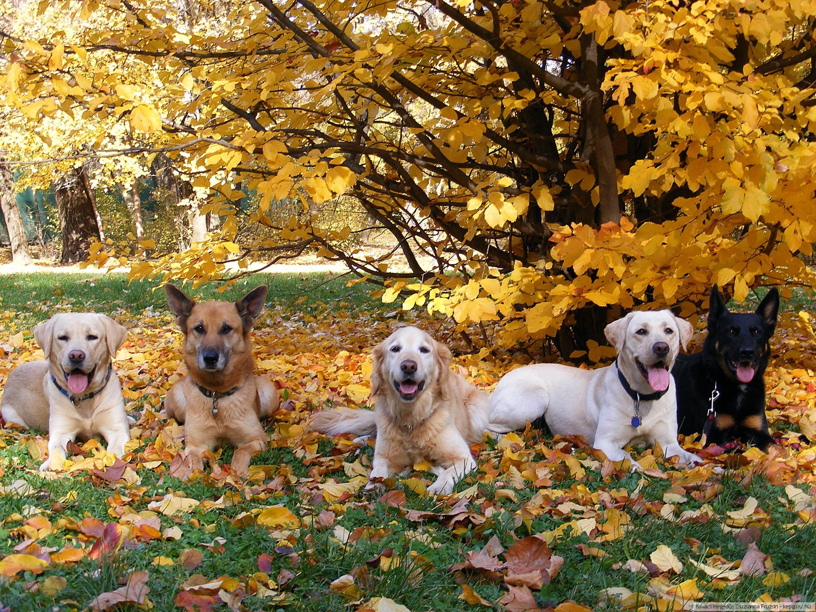 природа животные собака мопс листья осень скачать