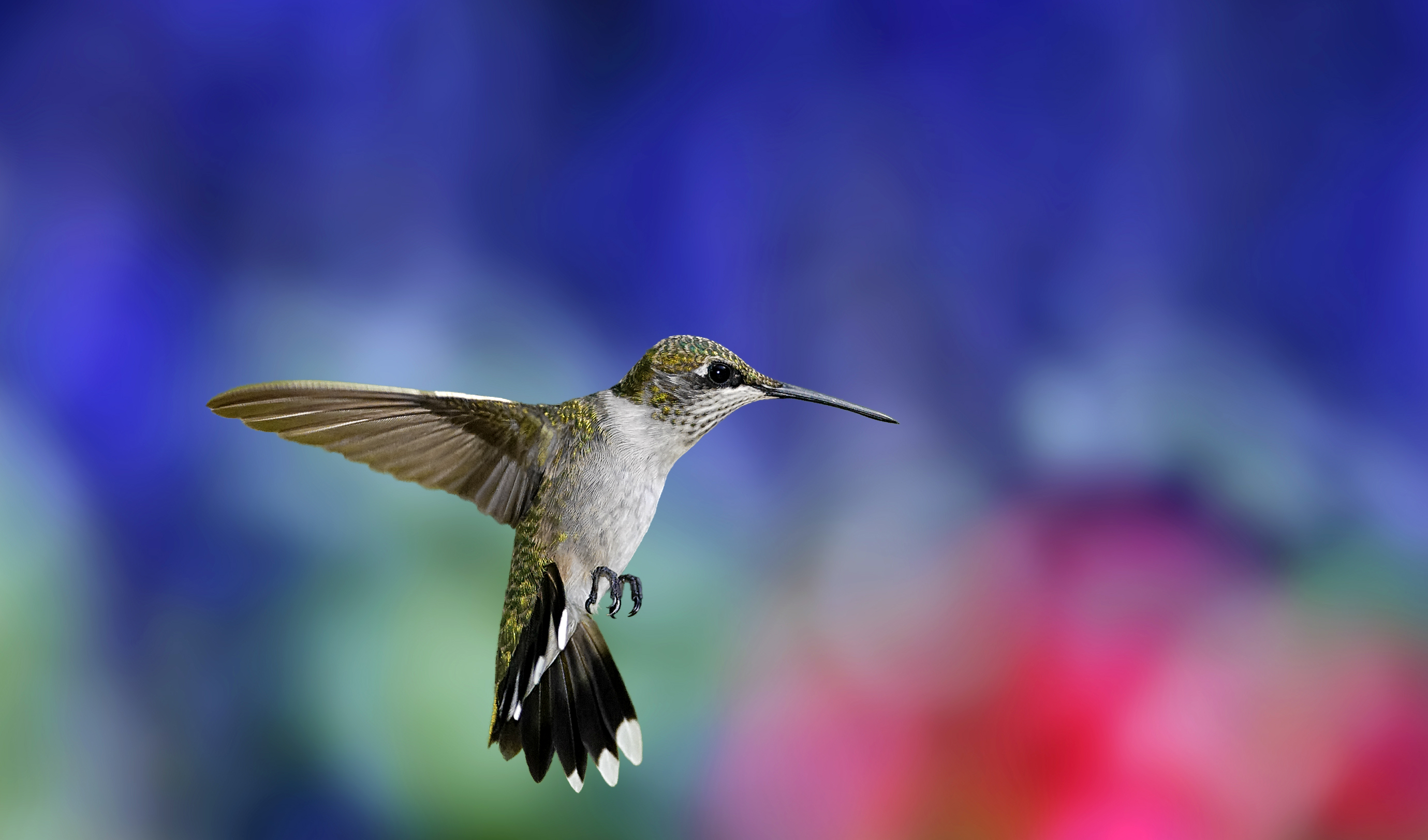 птица животное природа колибри загрузить
