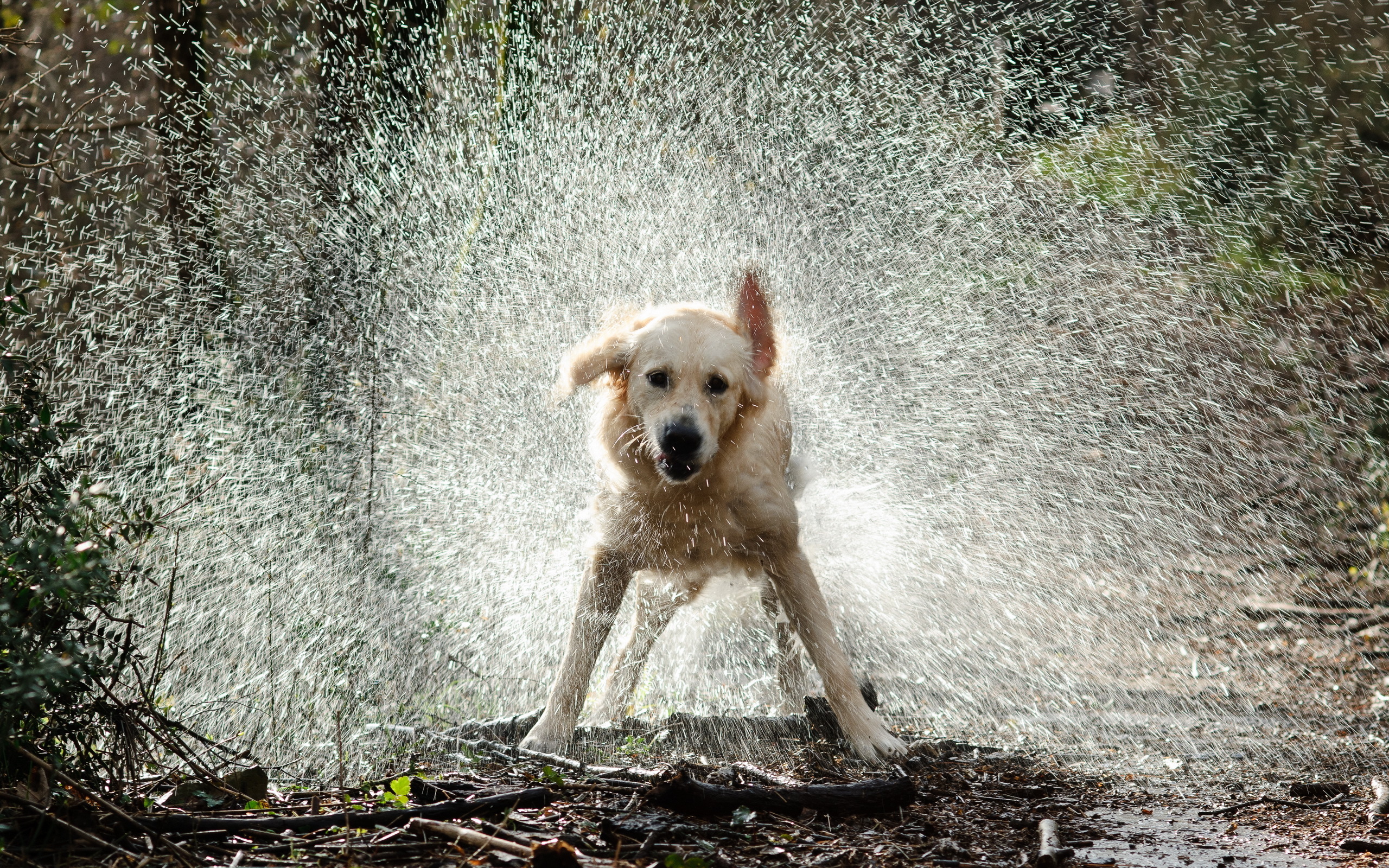 собака вода бег природа животное бесплатно