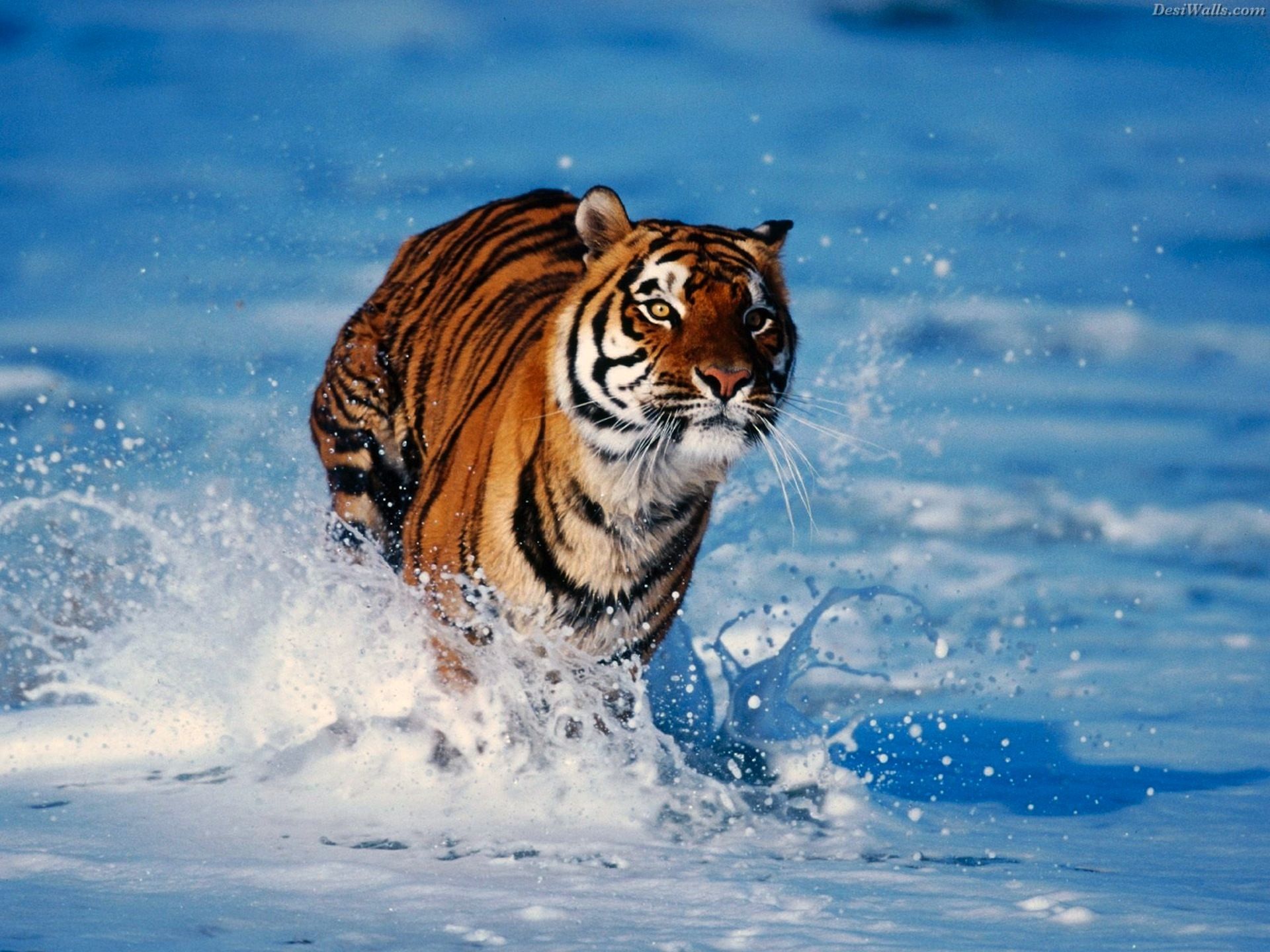 Прыгающий из воды тигр скачать