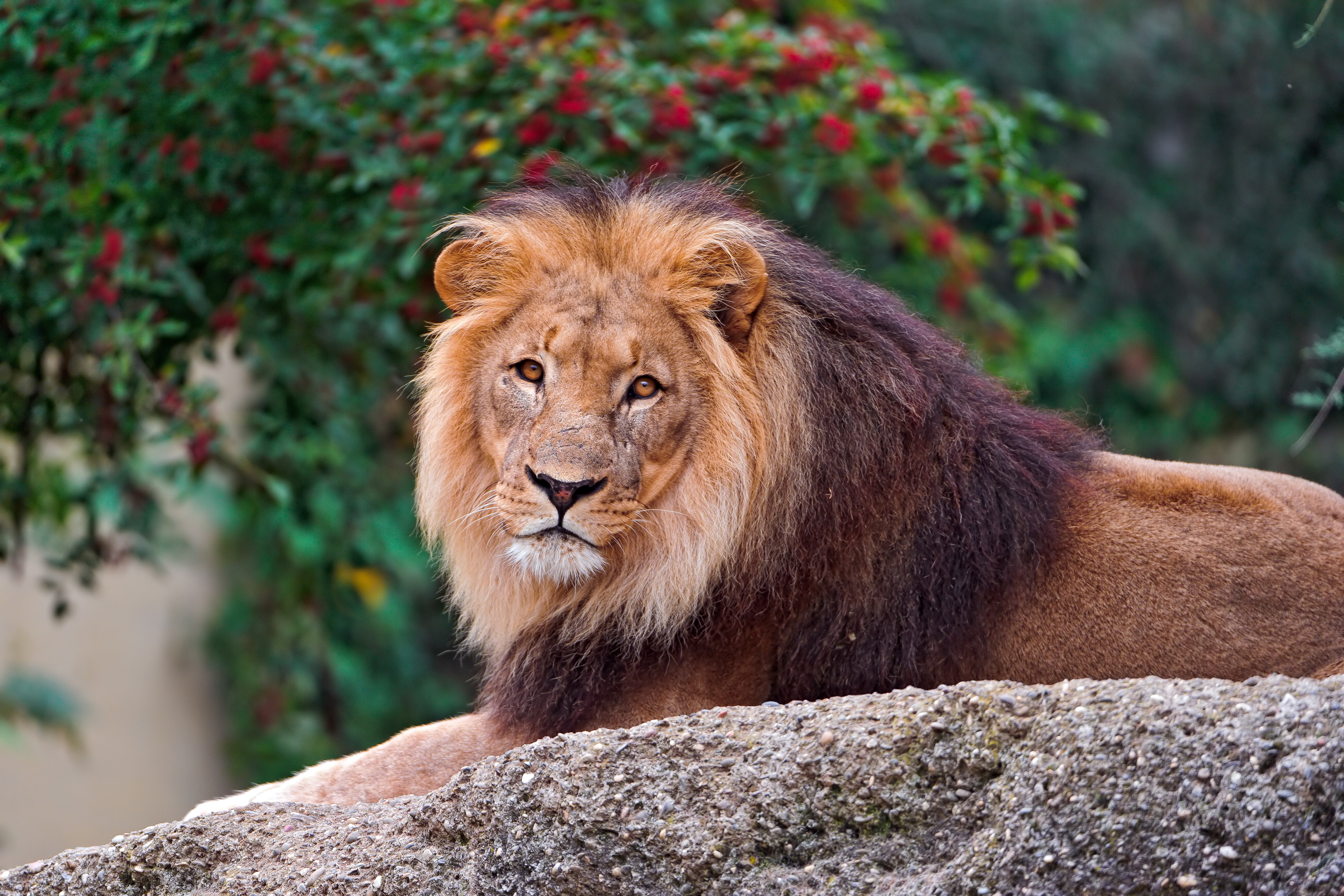 природа животное лев без смс
